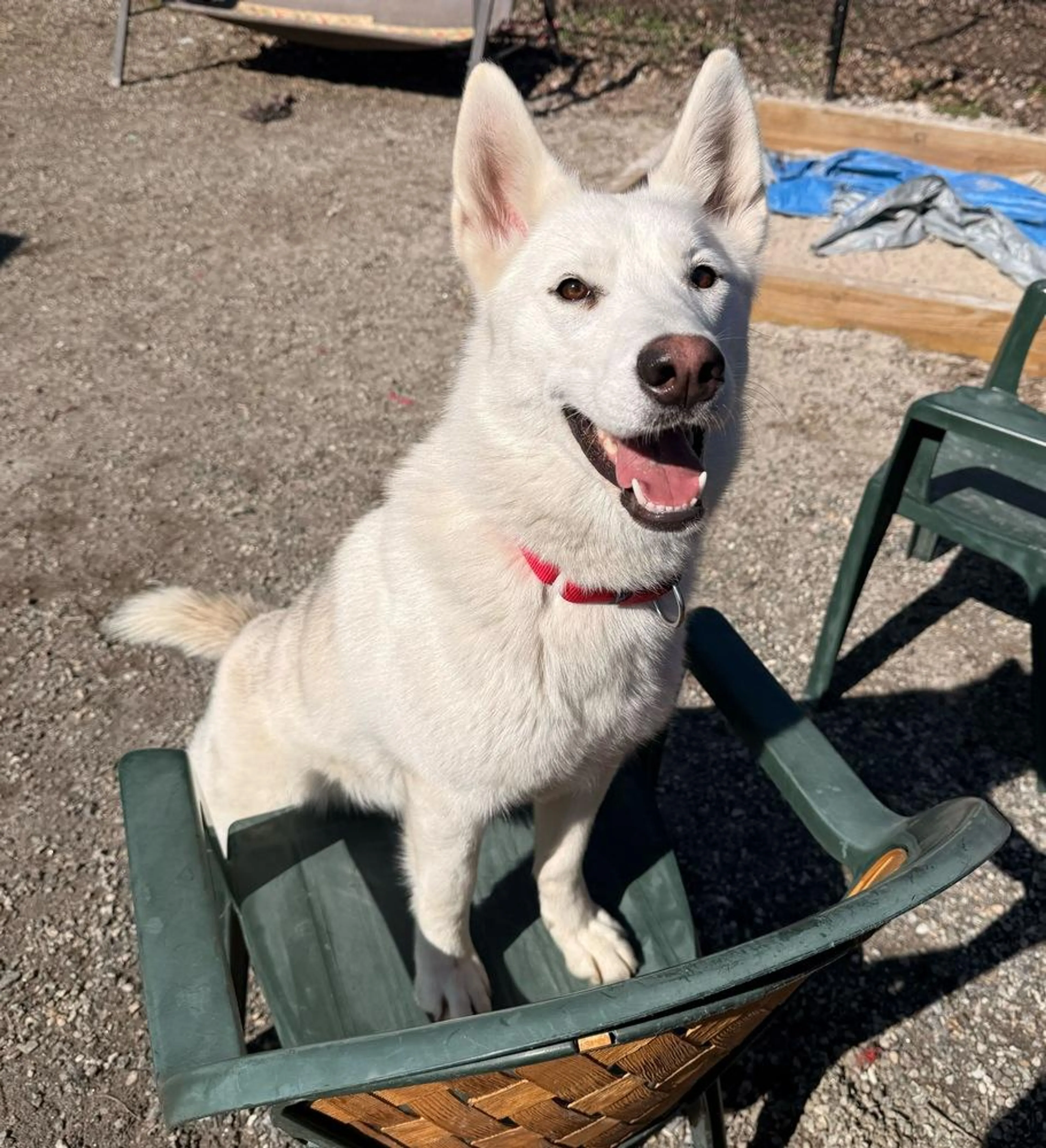 Found pet-1