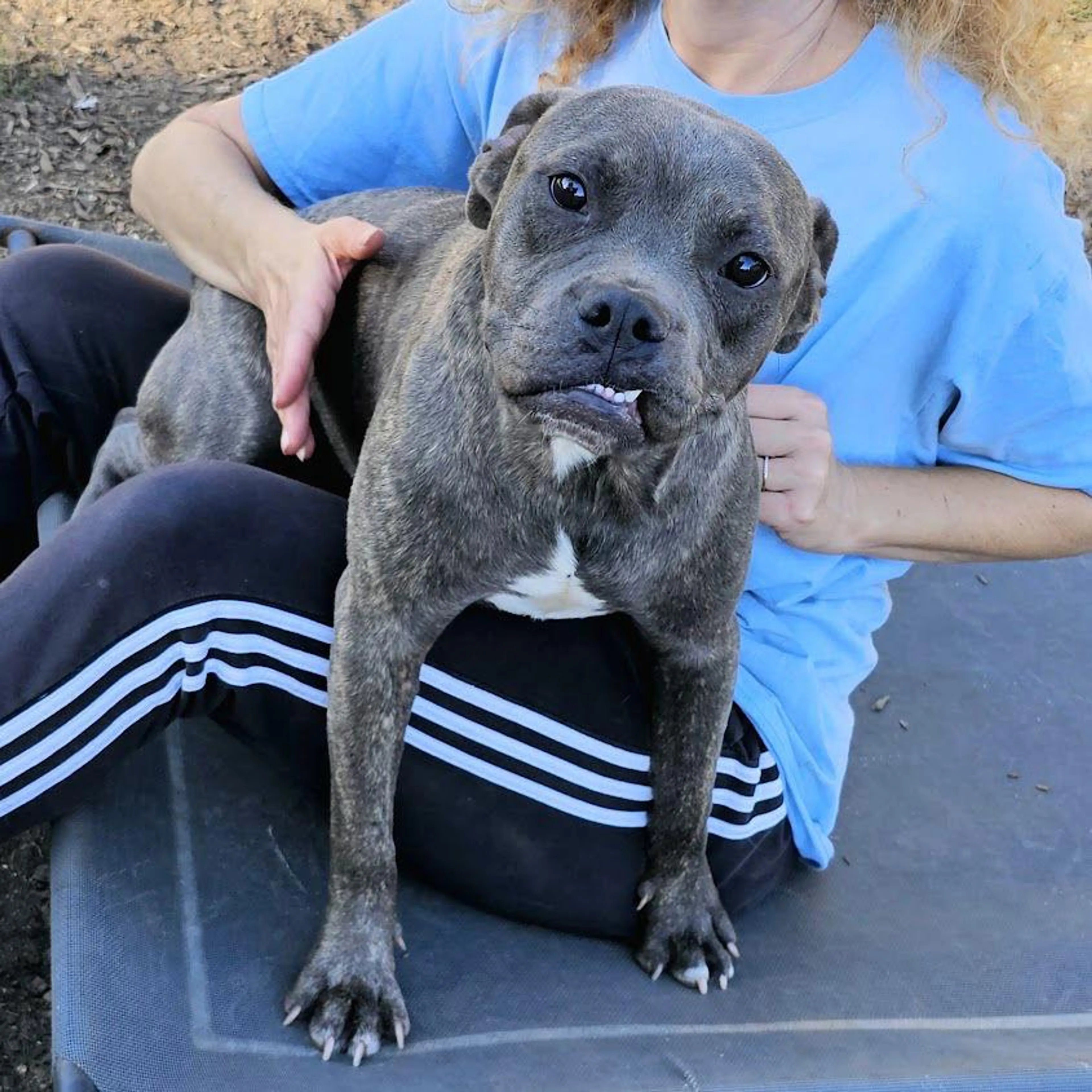 Found pet-1
