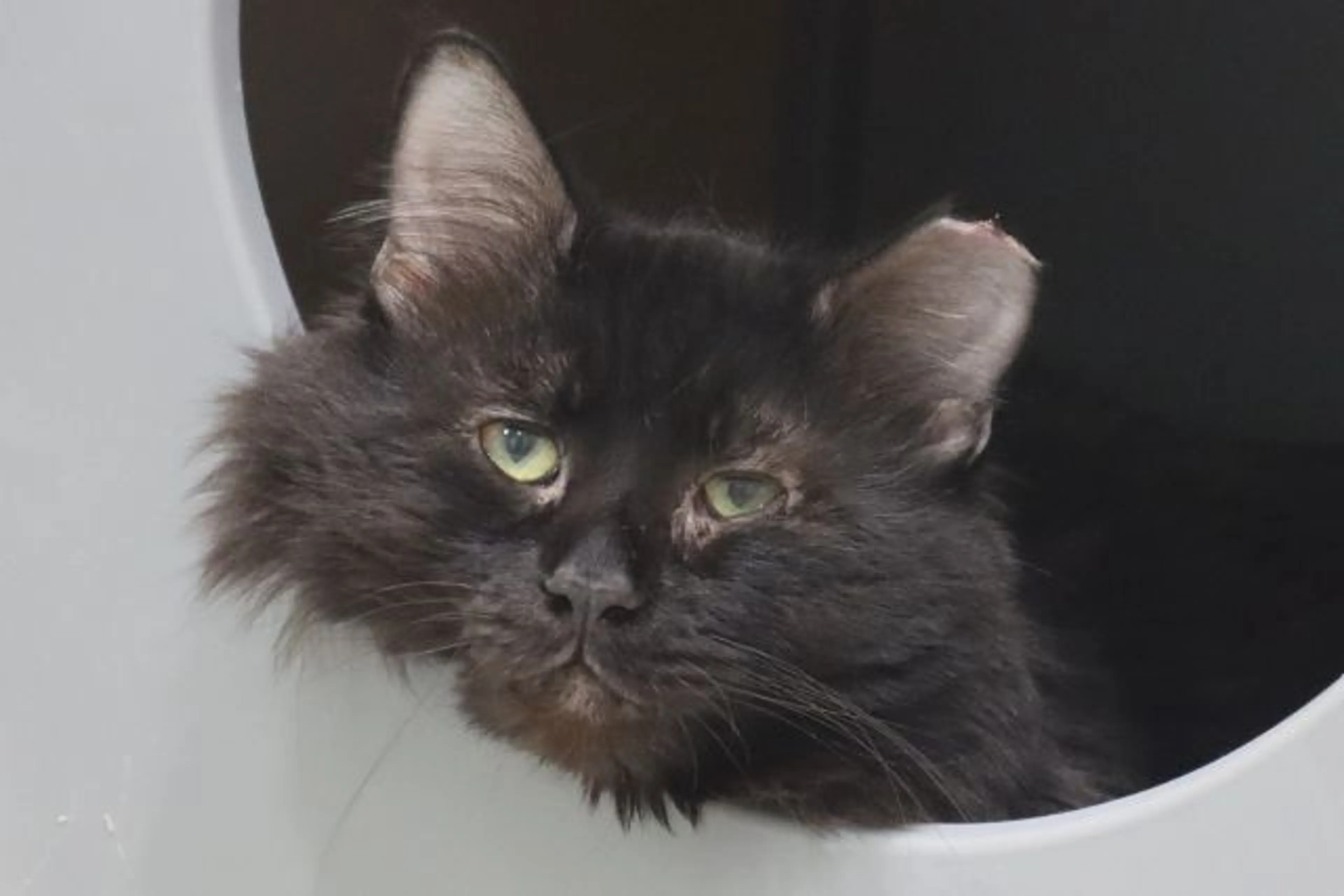 Found pet