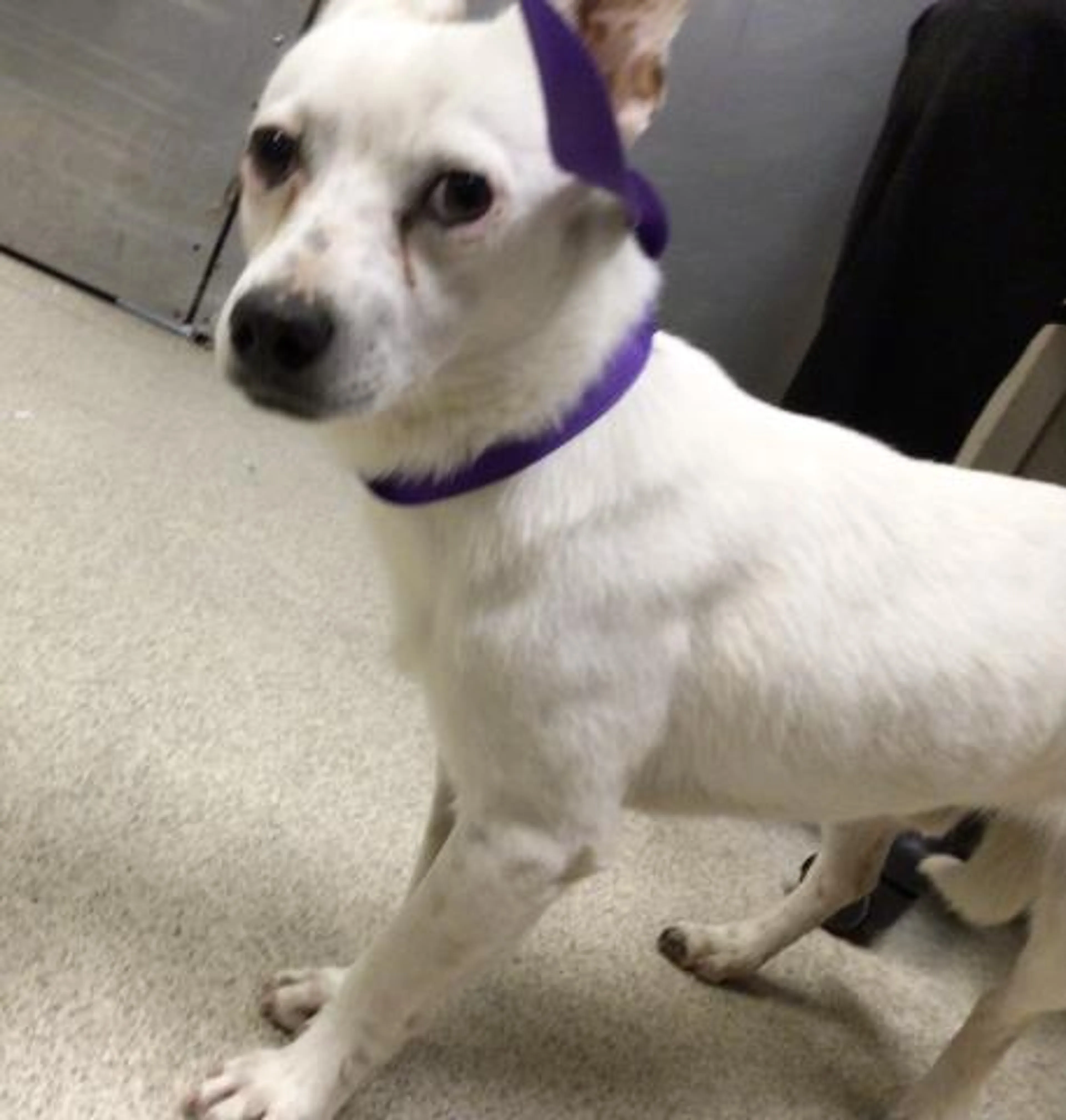 Found pet