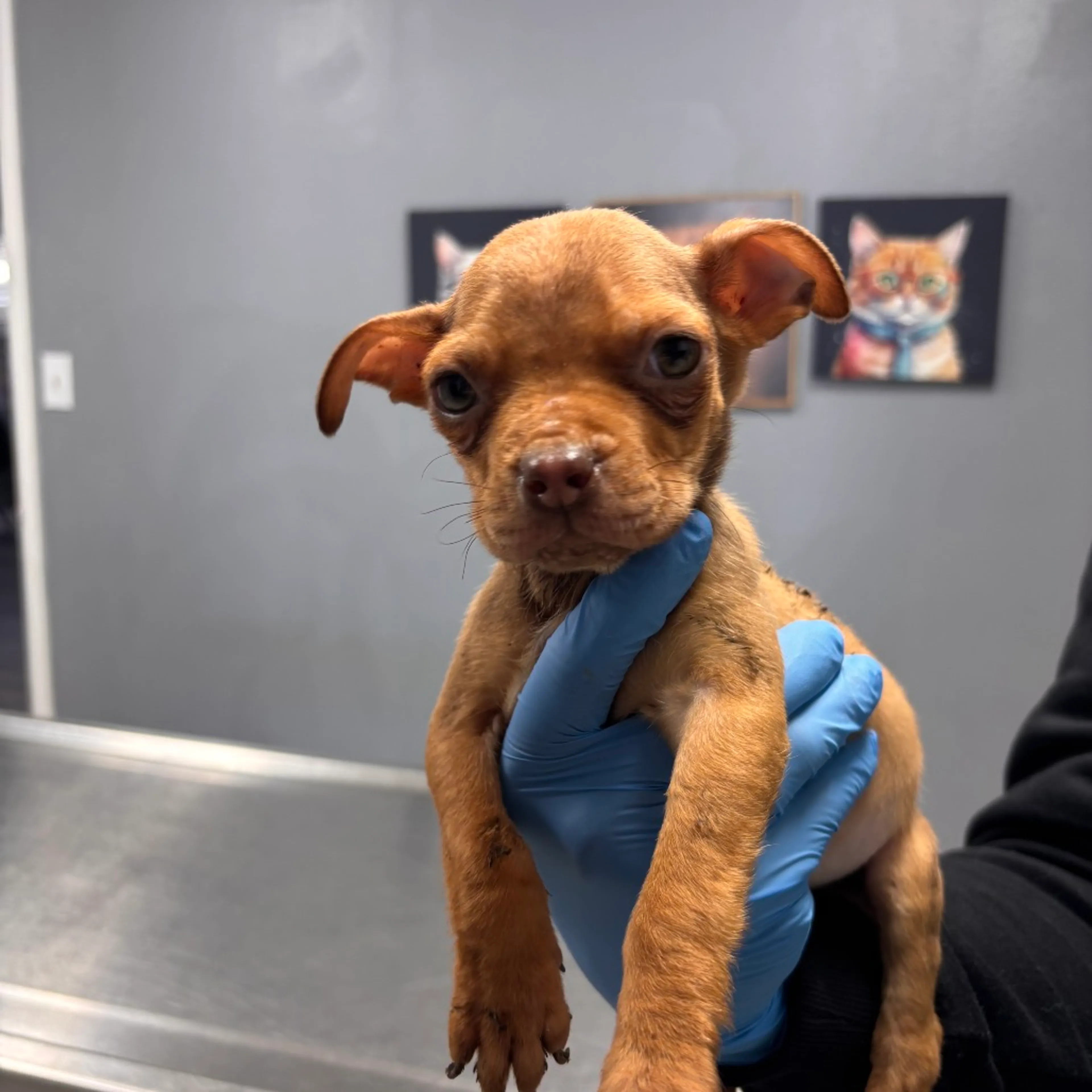 Found pet