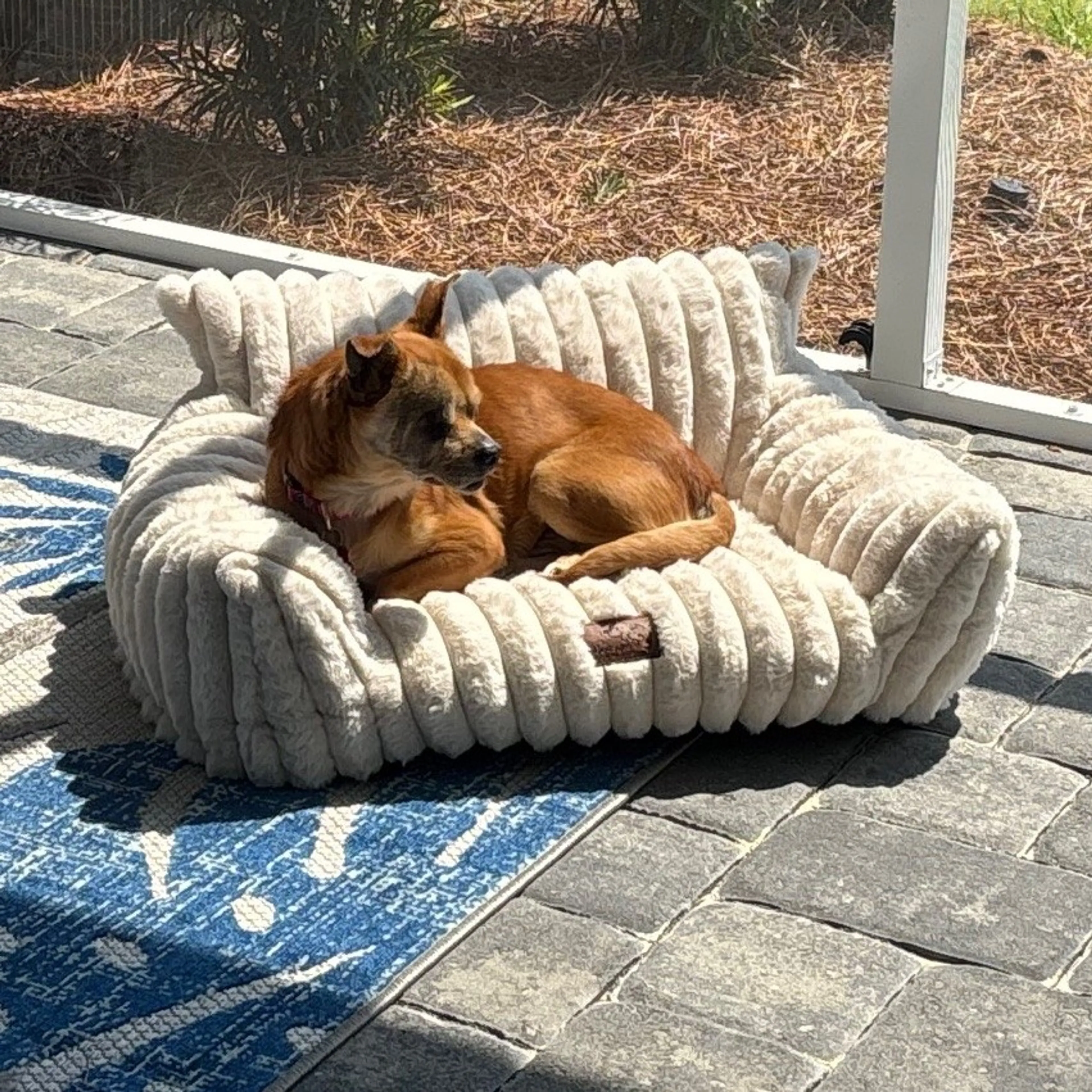 Found pet-2