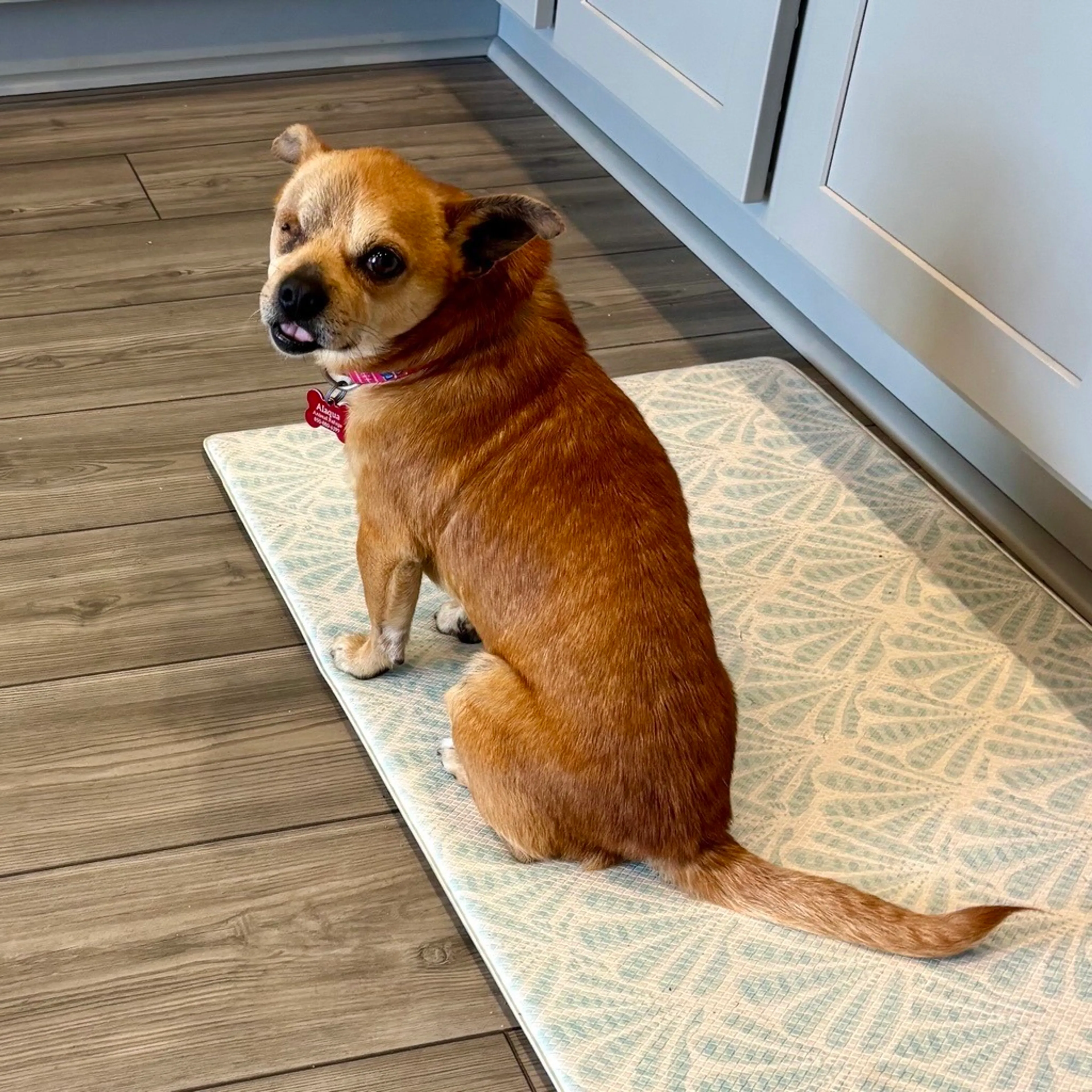 Found pet-4