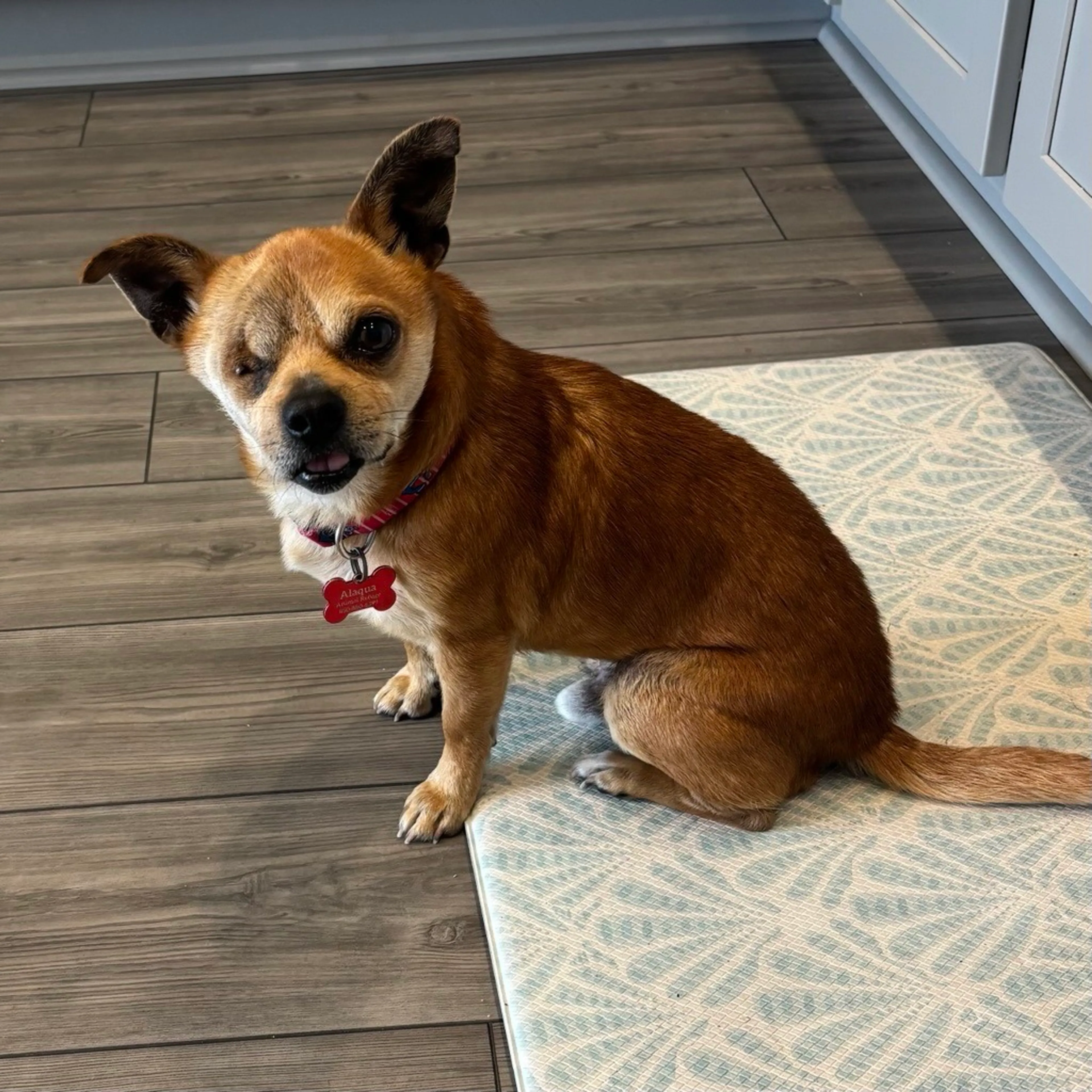 Found pet-0