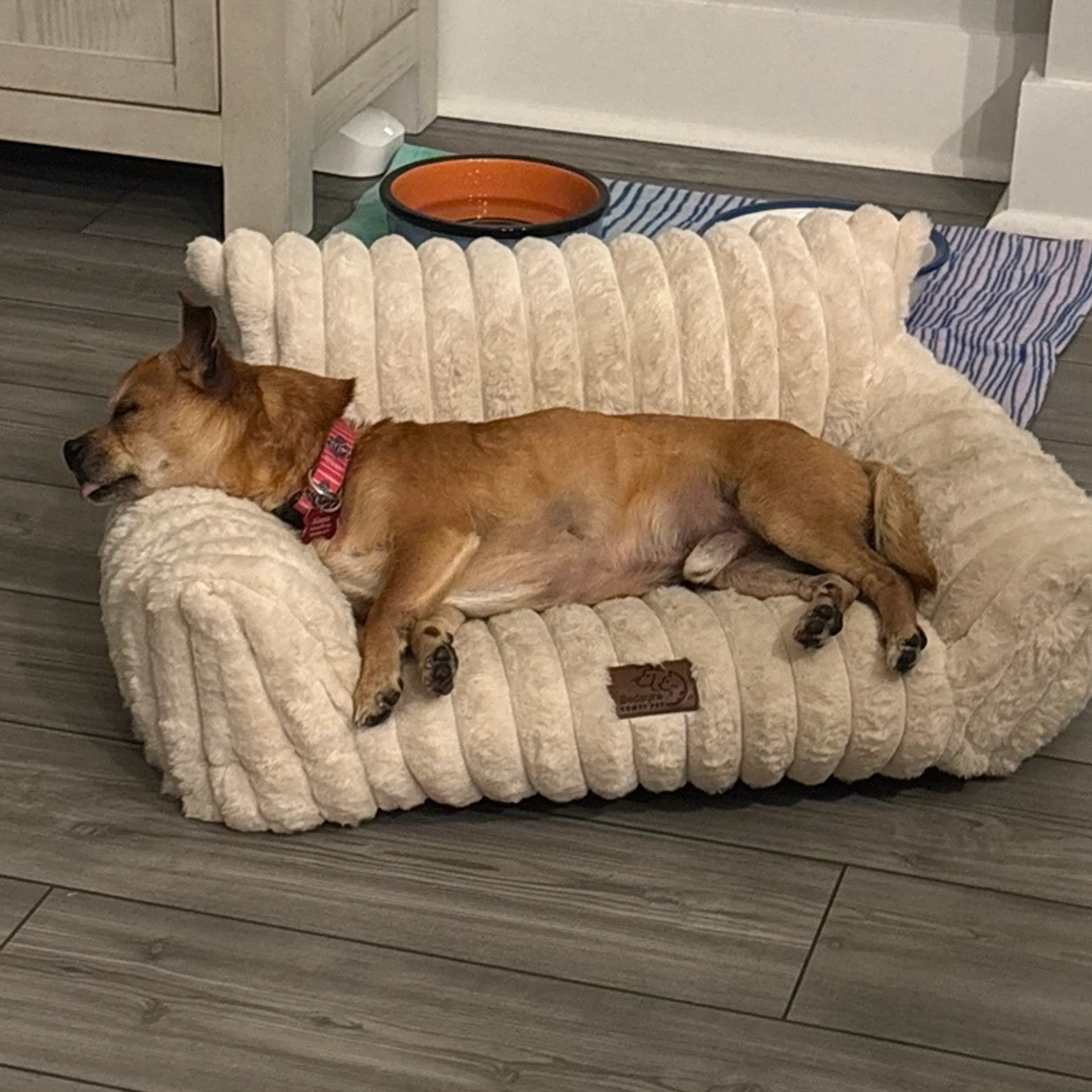 Found pet-3