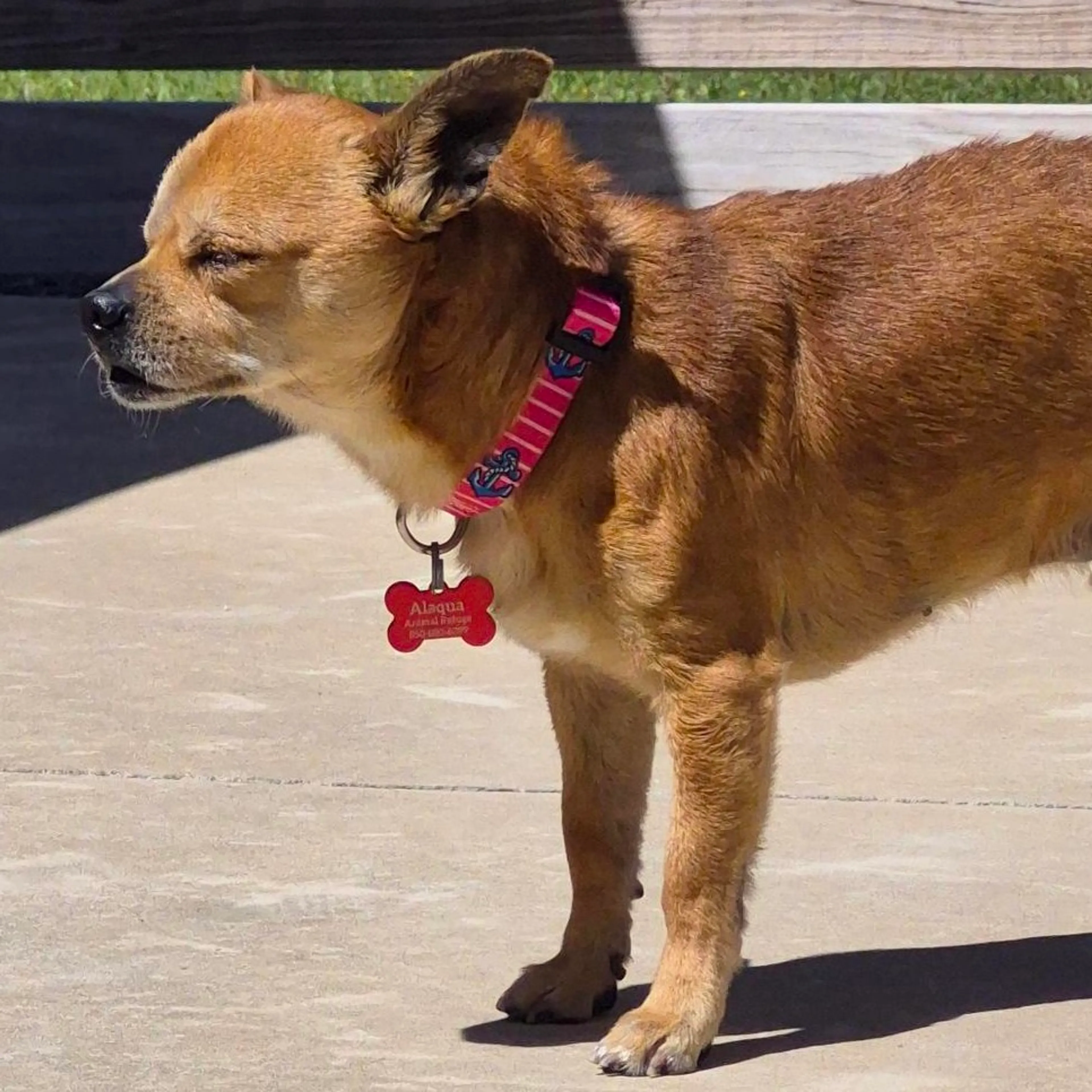 Found pet-1