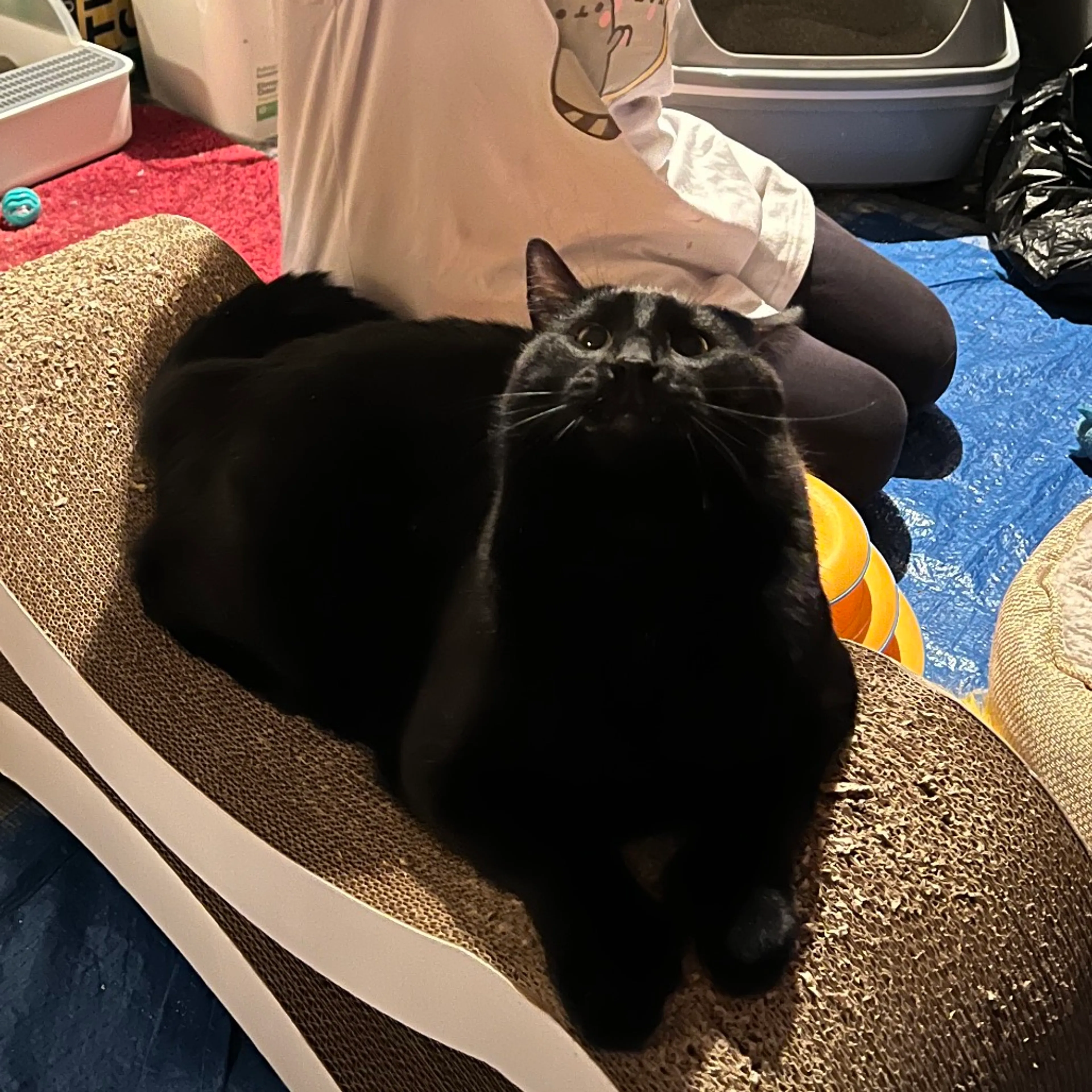Found pet-6