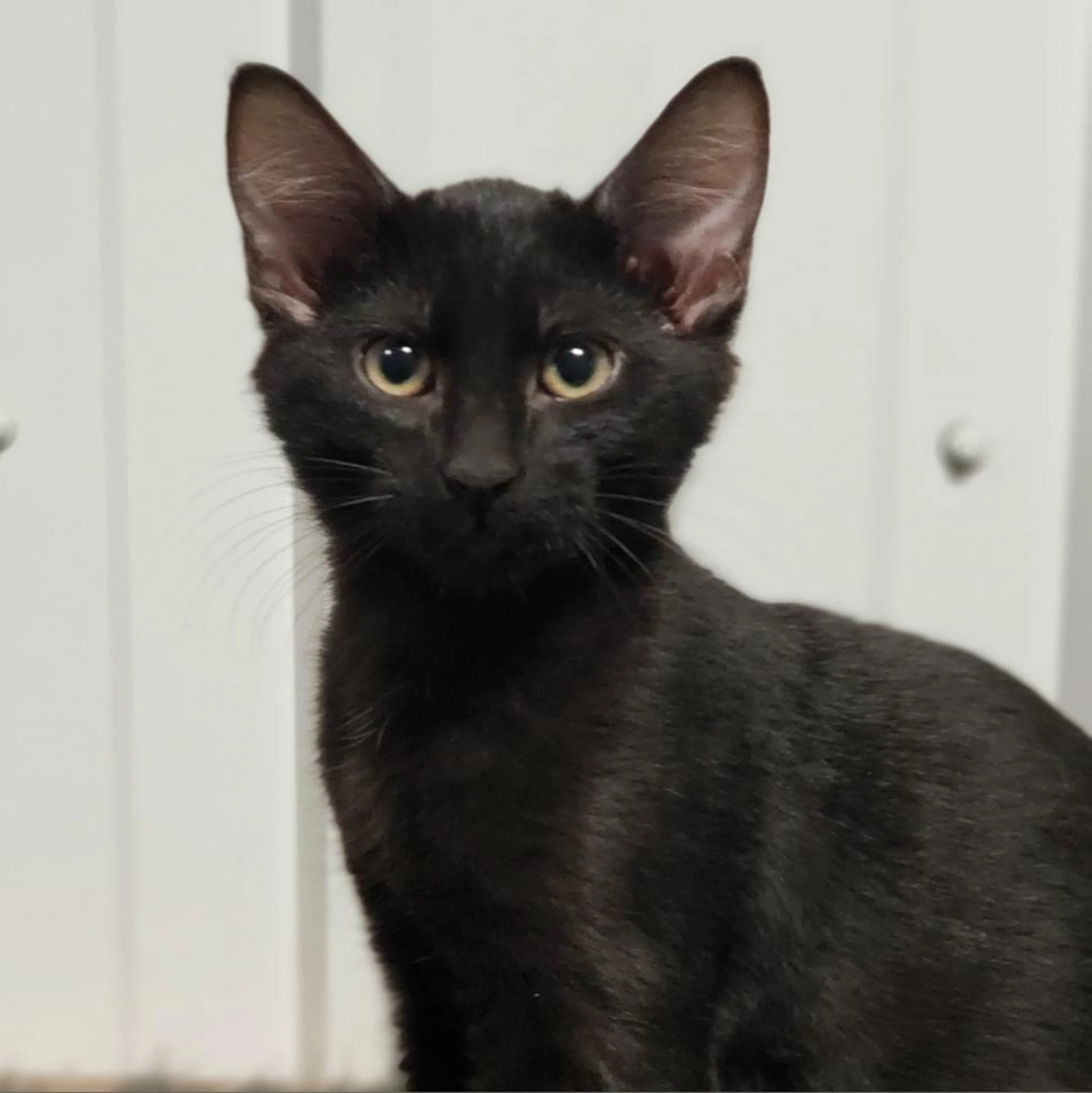 Found pet-1