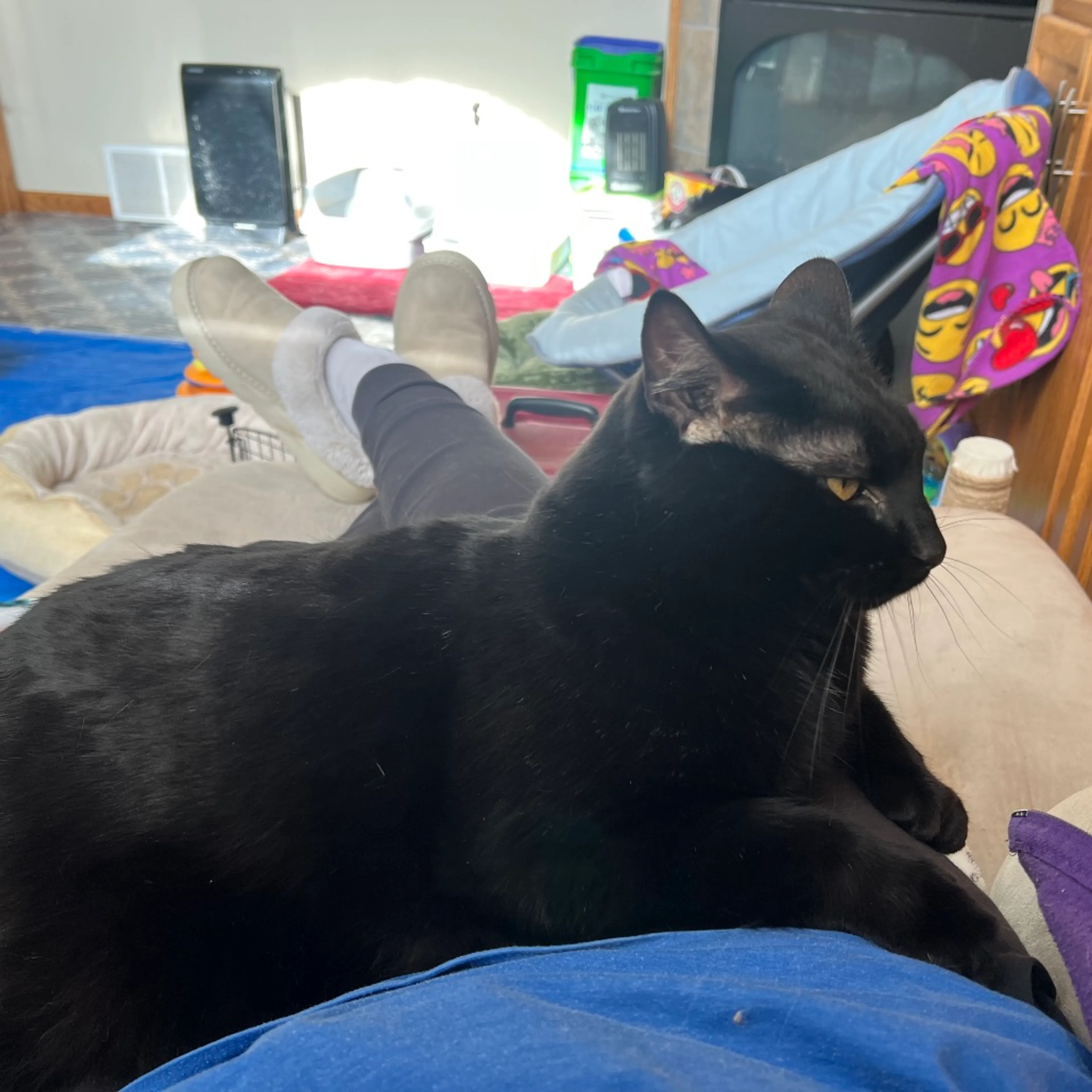 Found pet-4