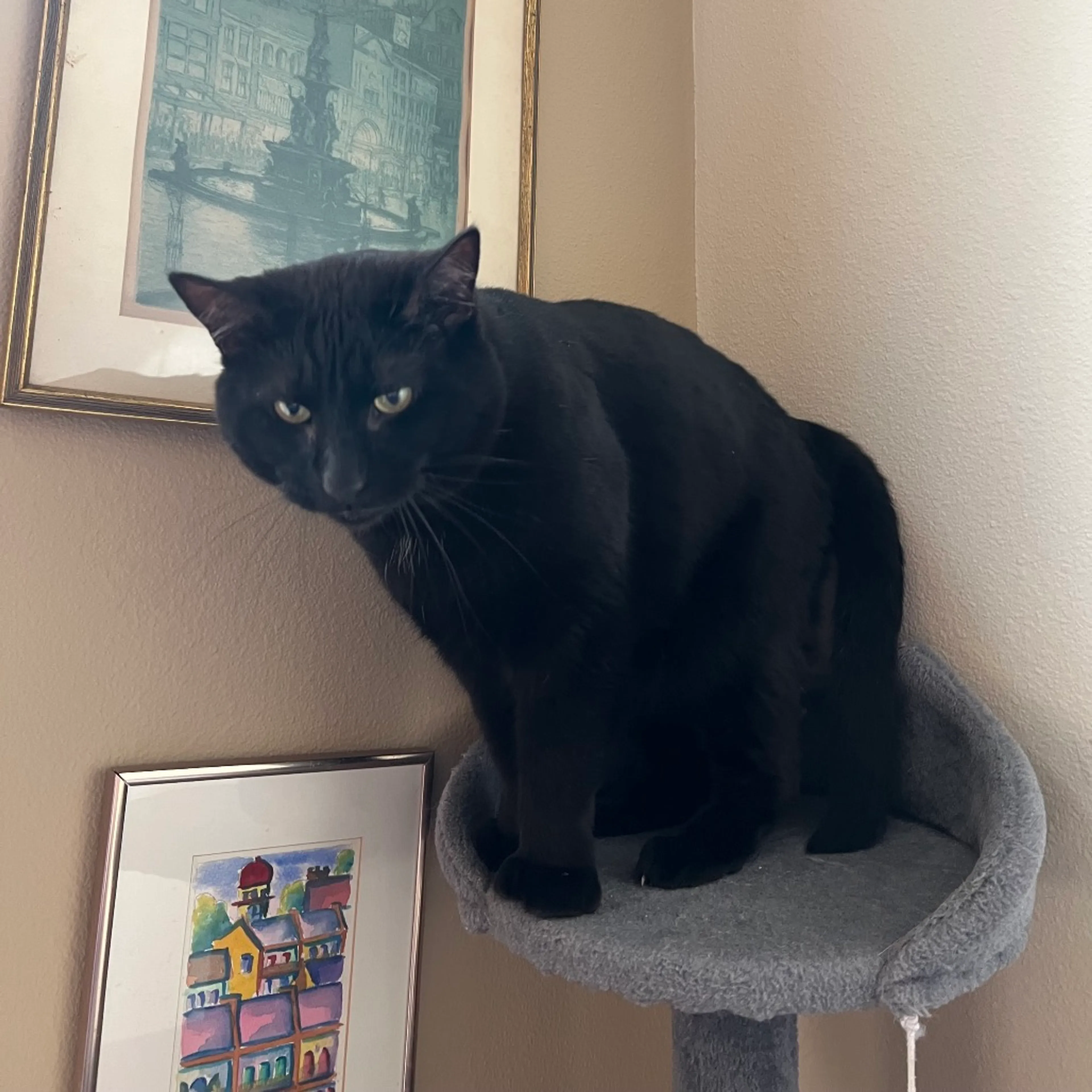 Found pet-7