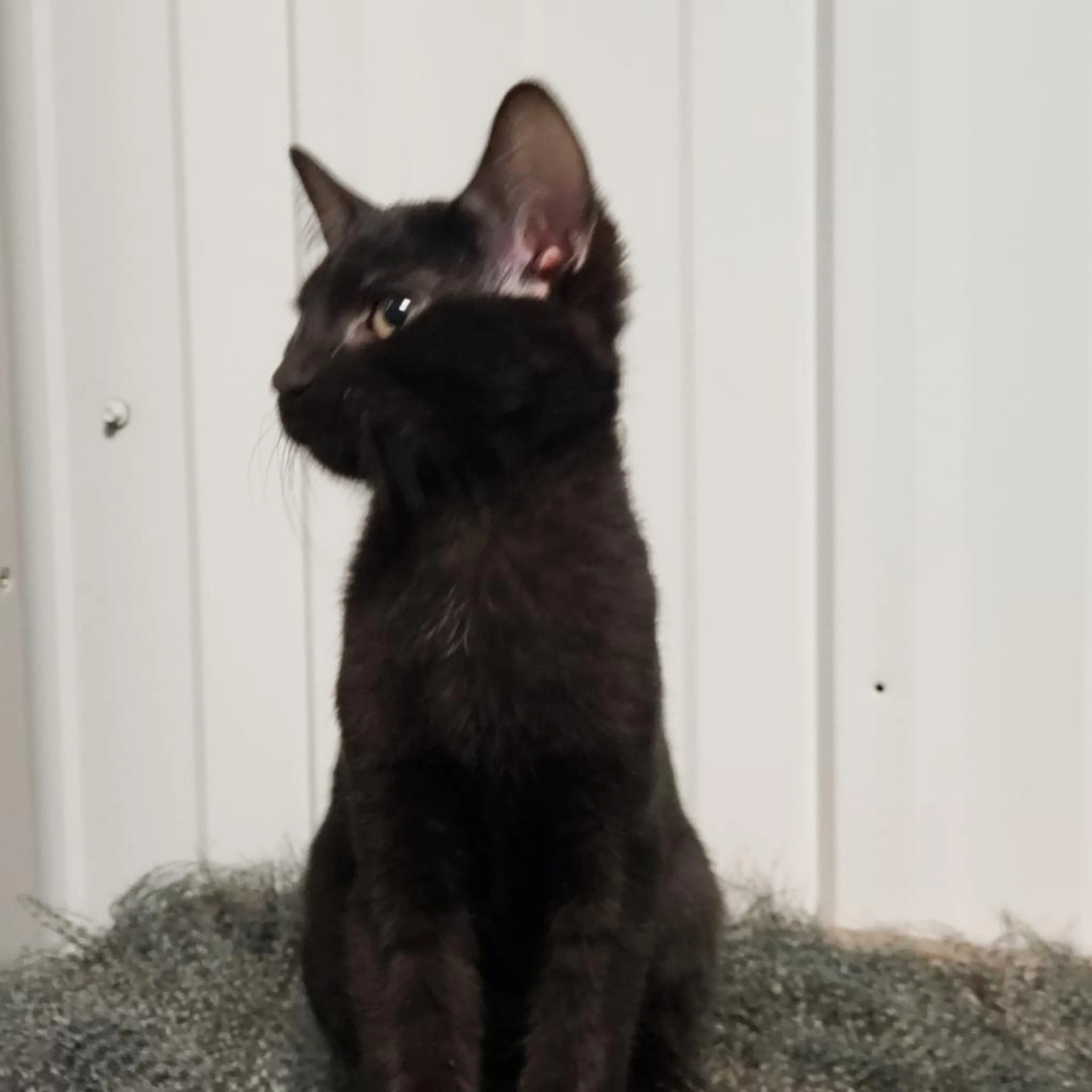 Found pet-2