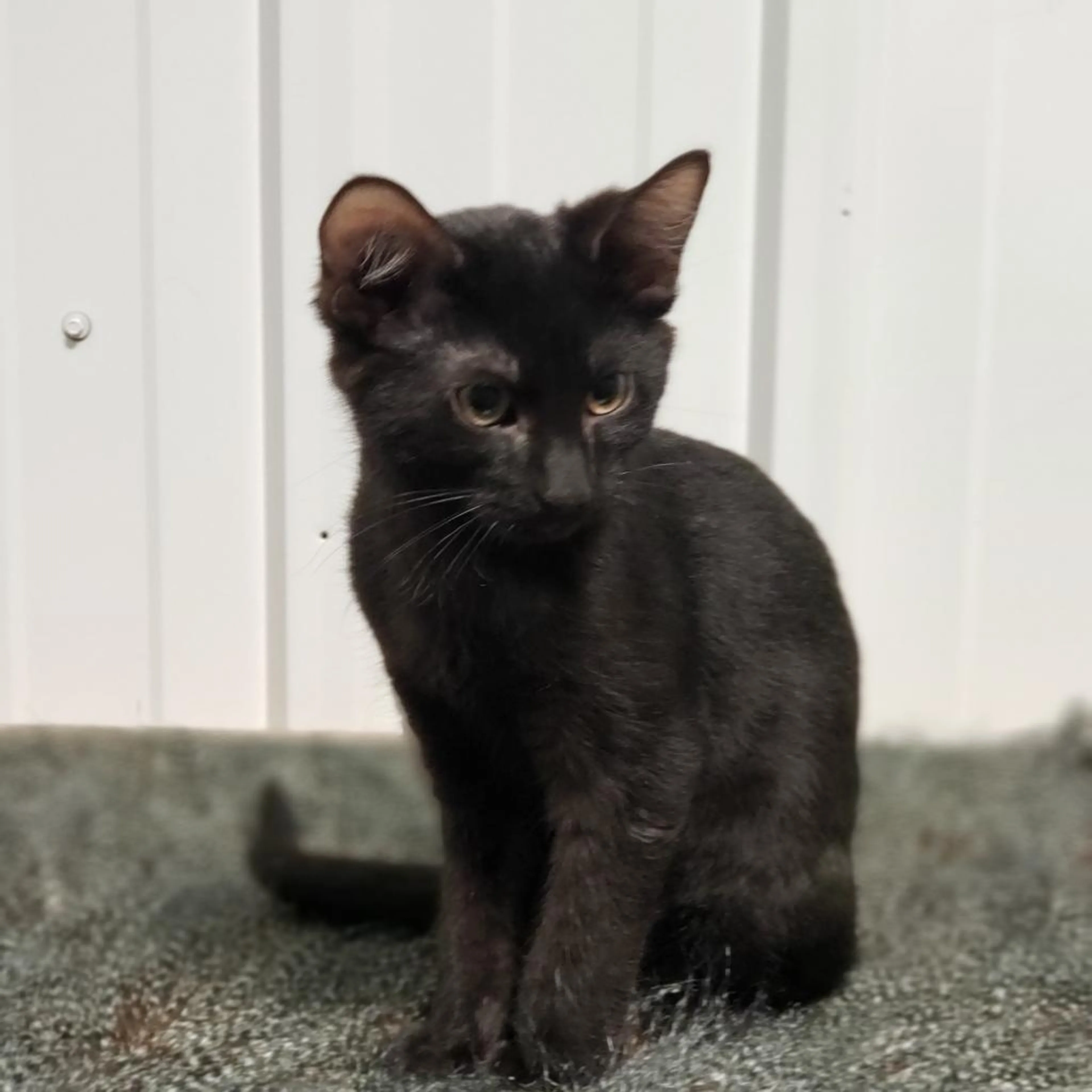 Found pet-3