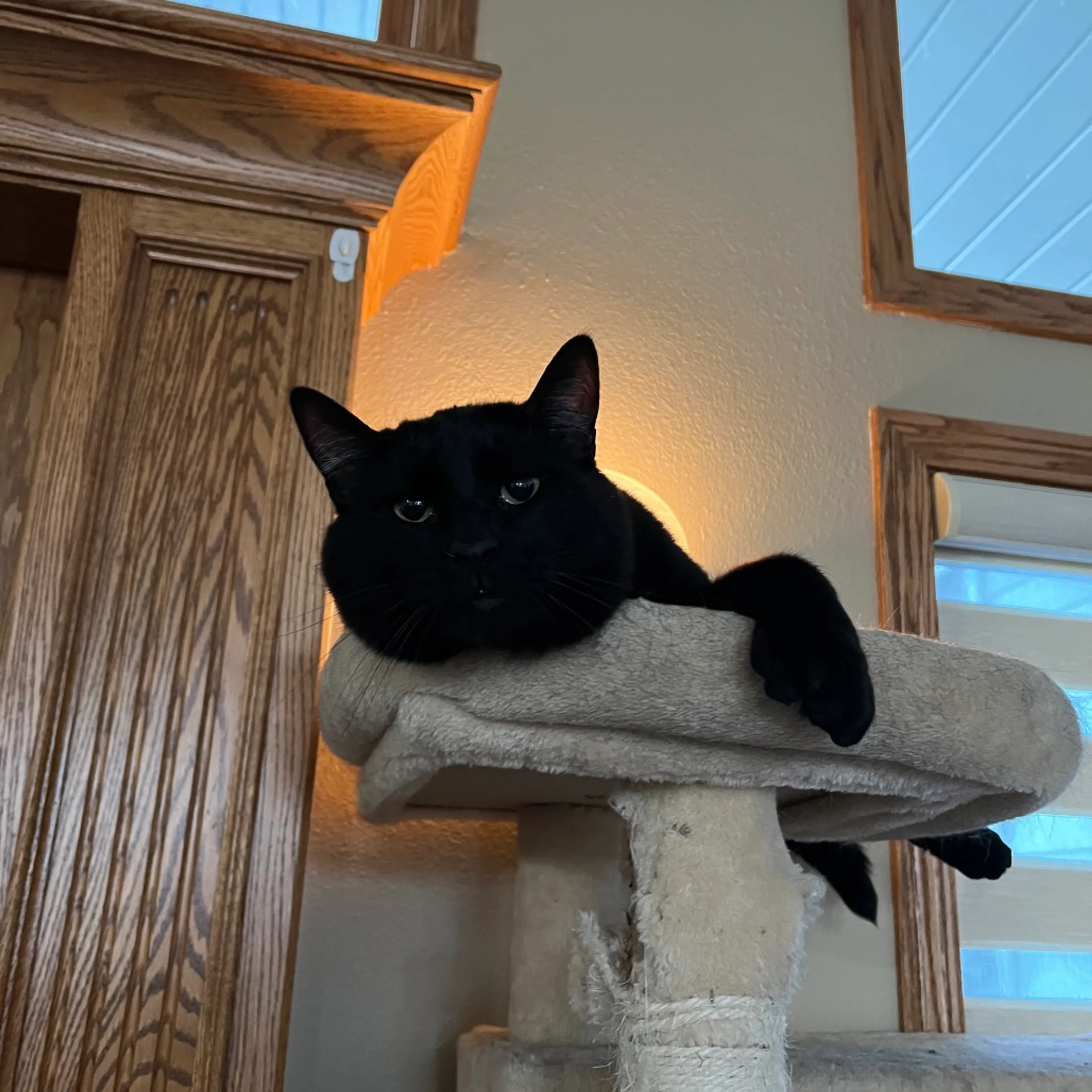 Found pet-10