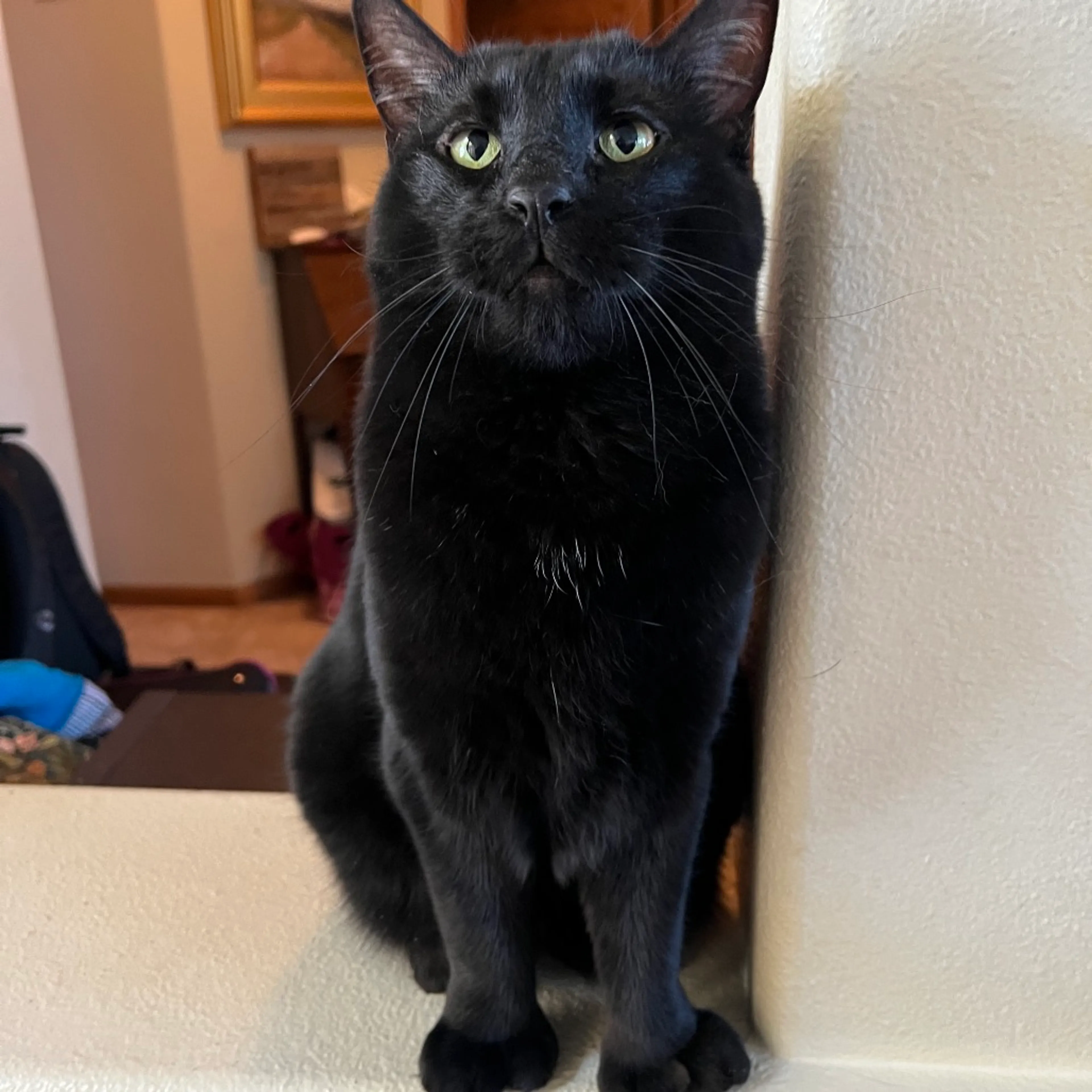 Found pet-0