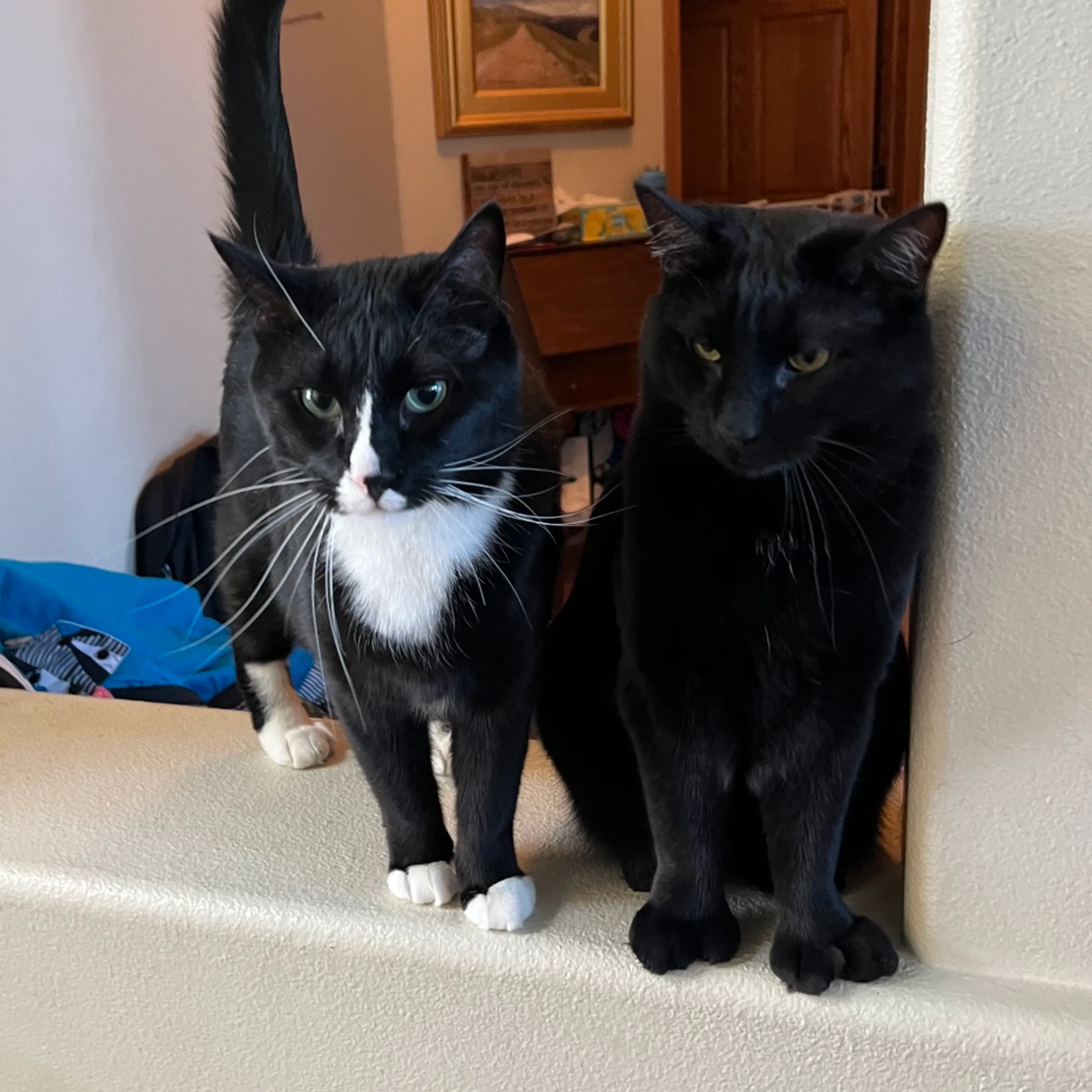 Found pet-8
