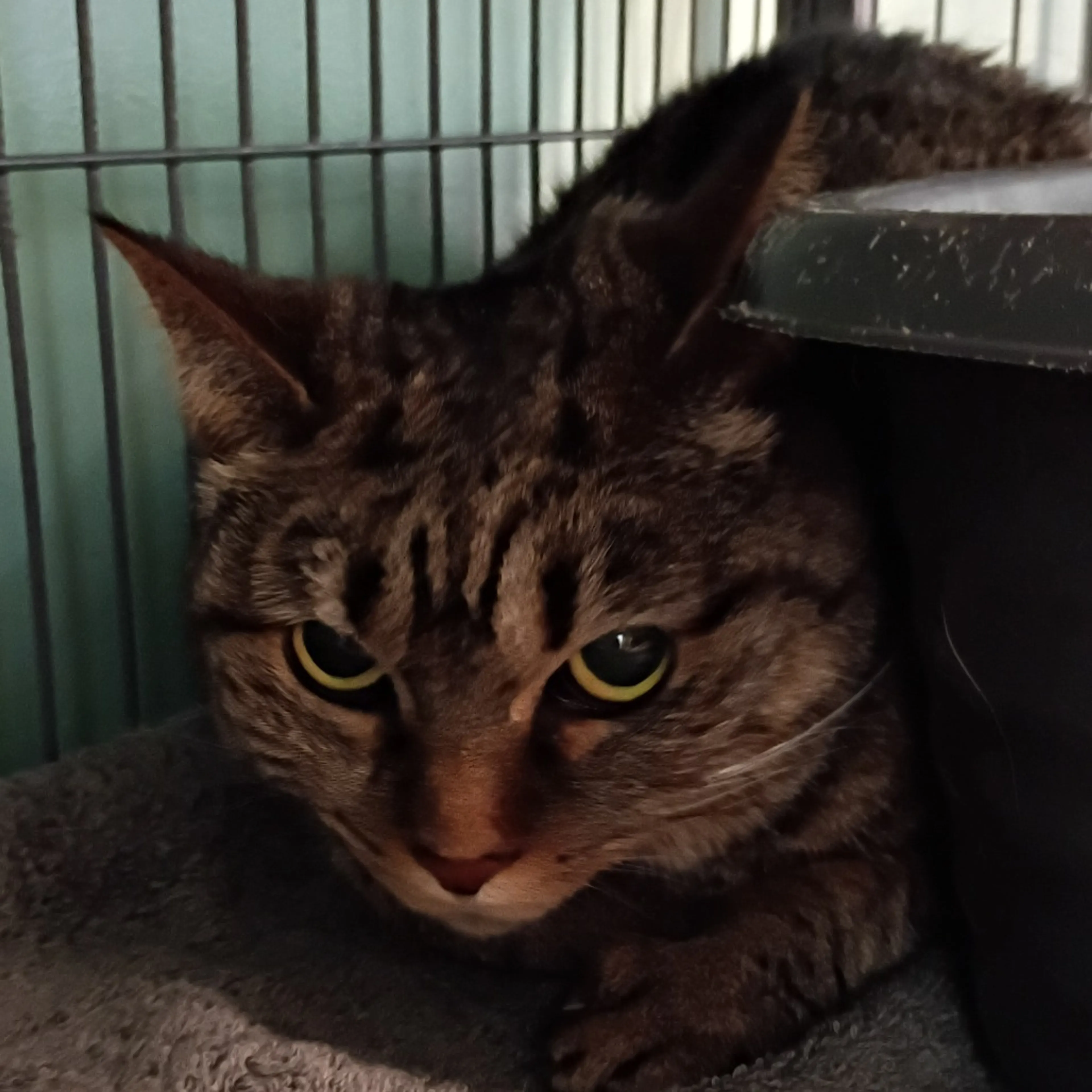 Found pet-3