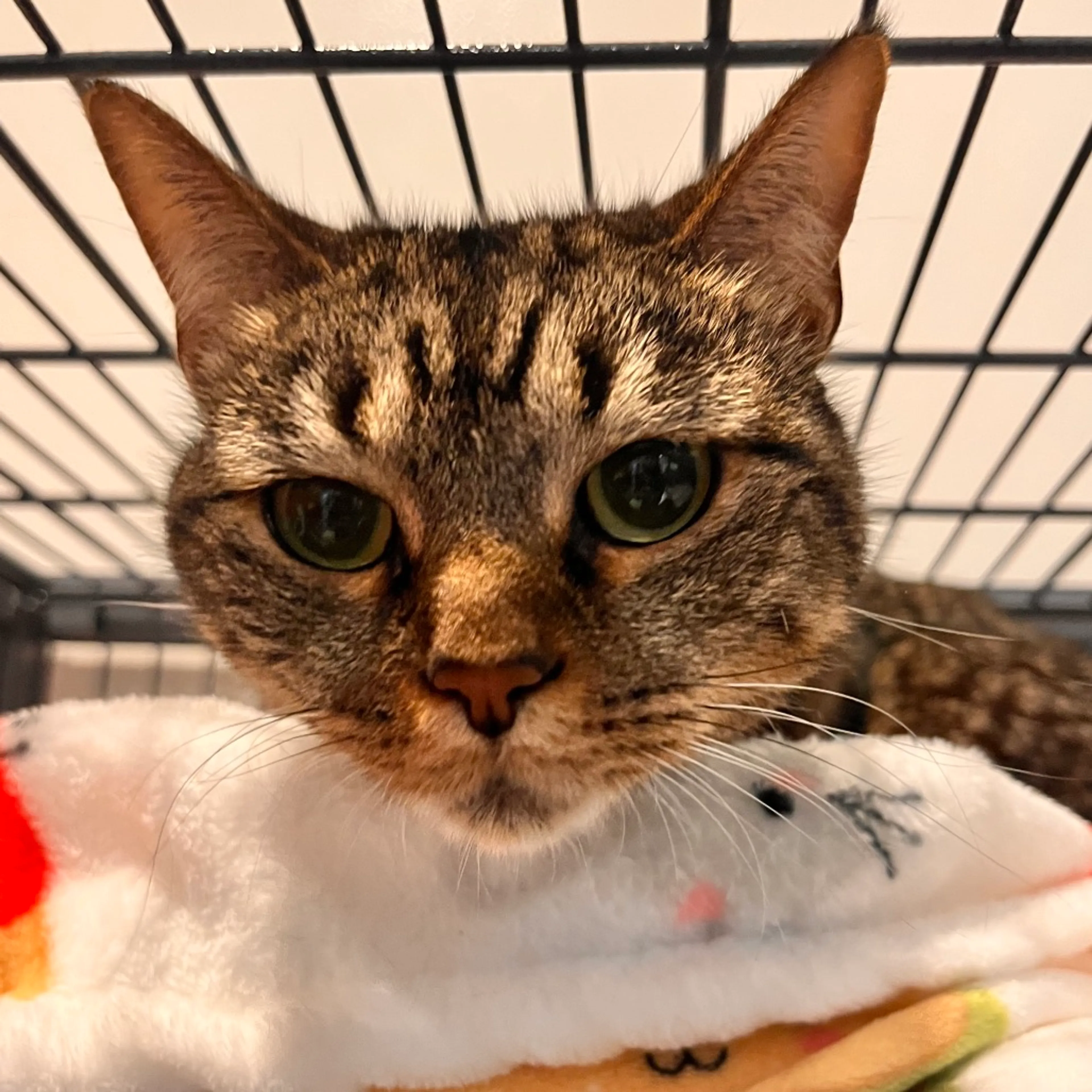 Found pet-4