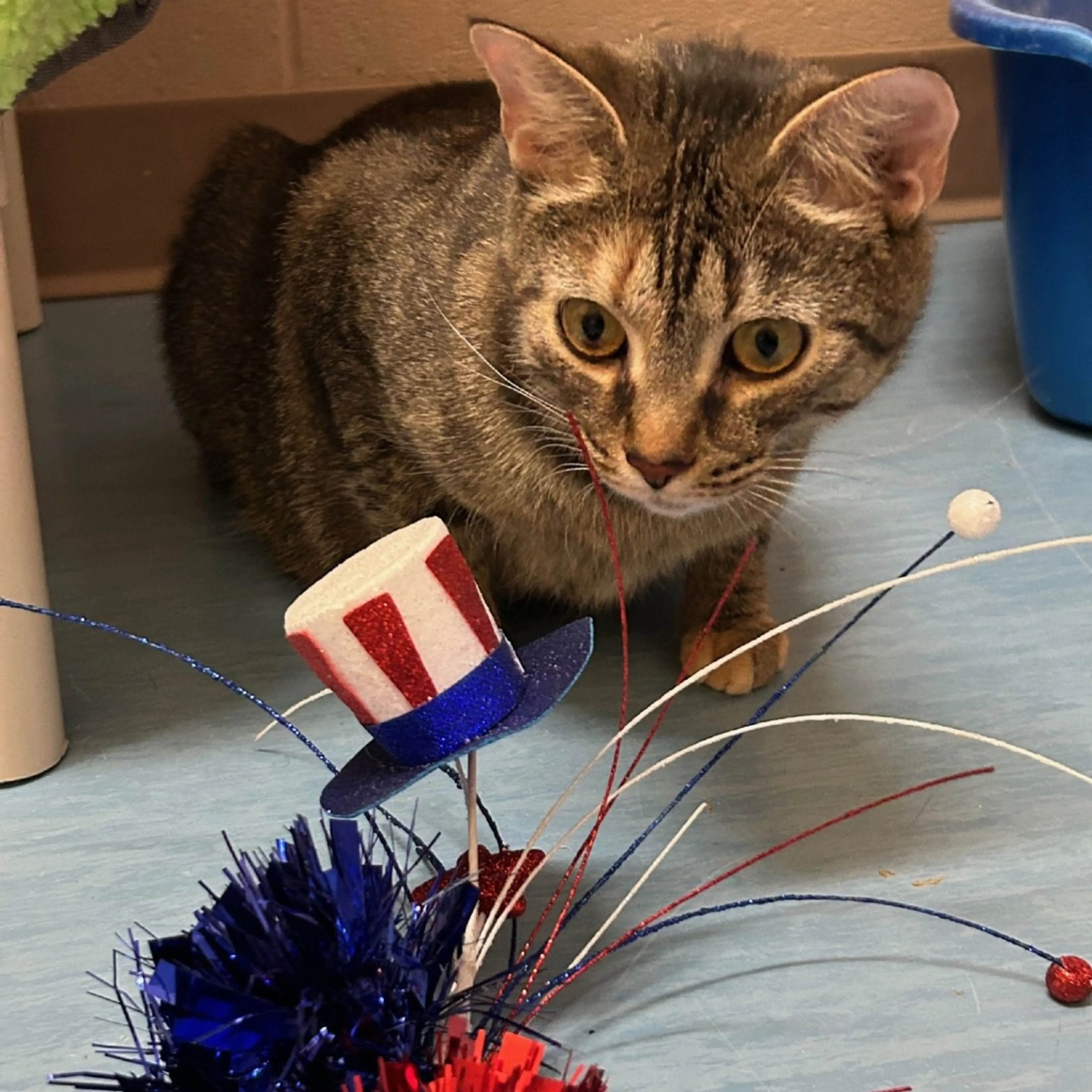 Found pet-13