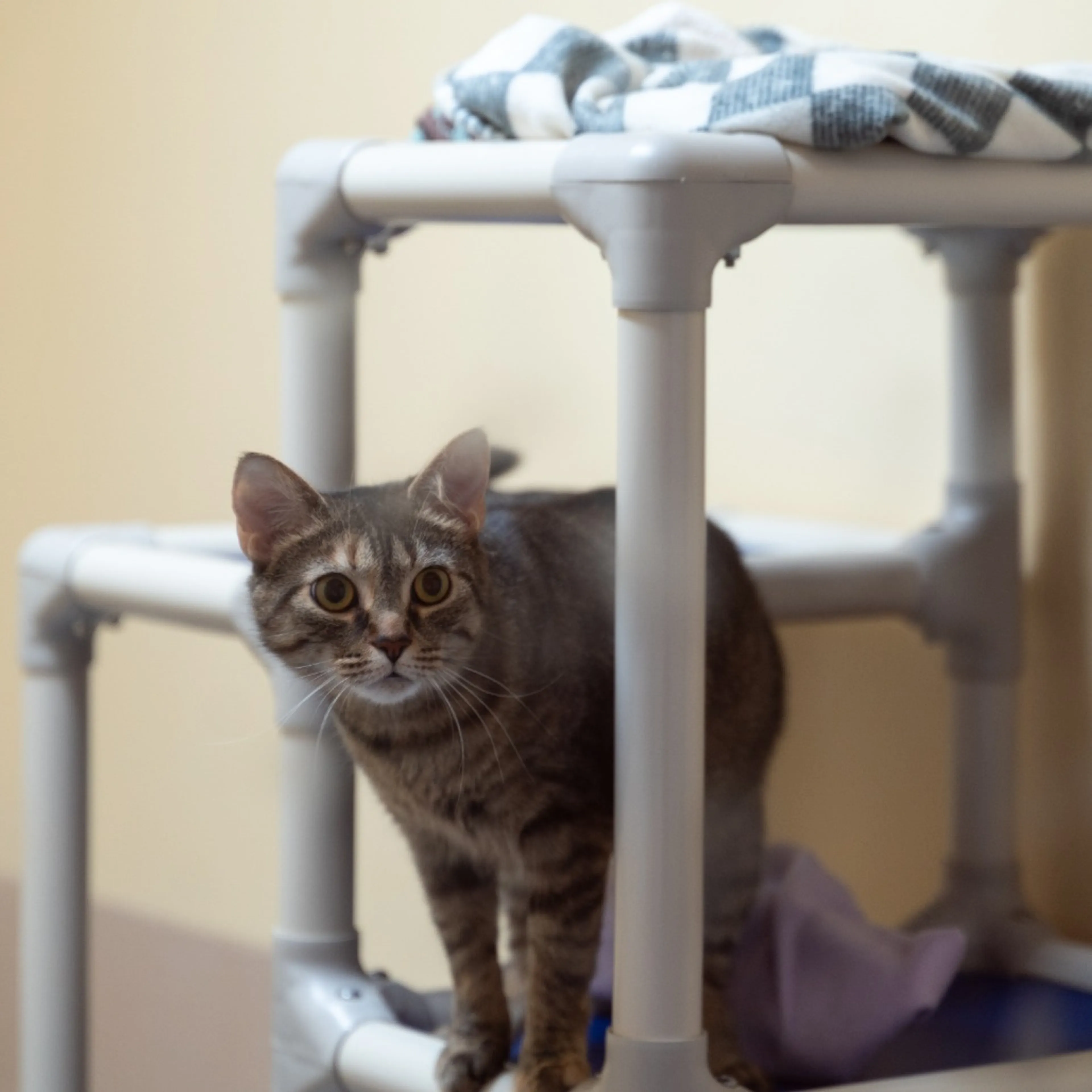 Found pet-12