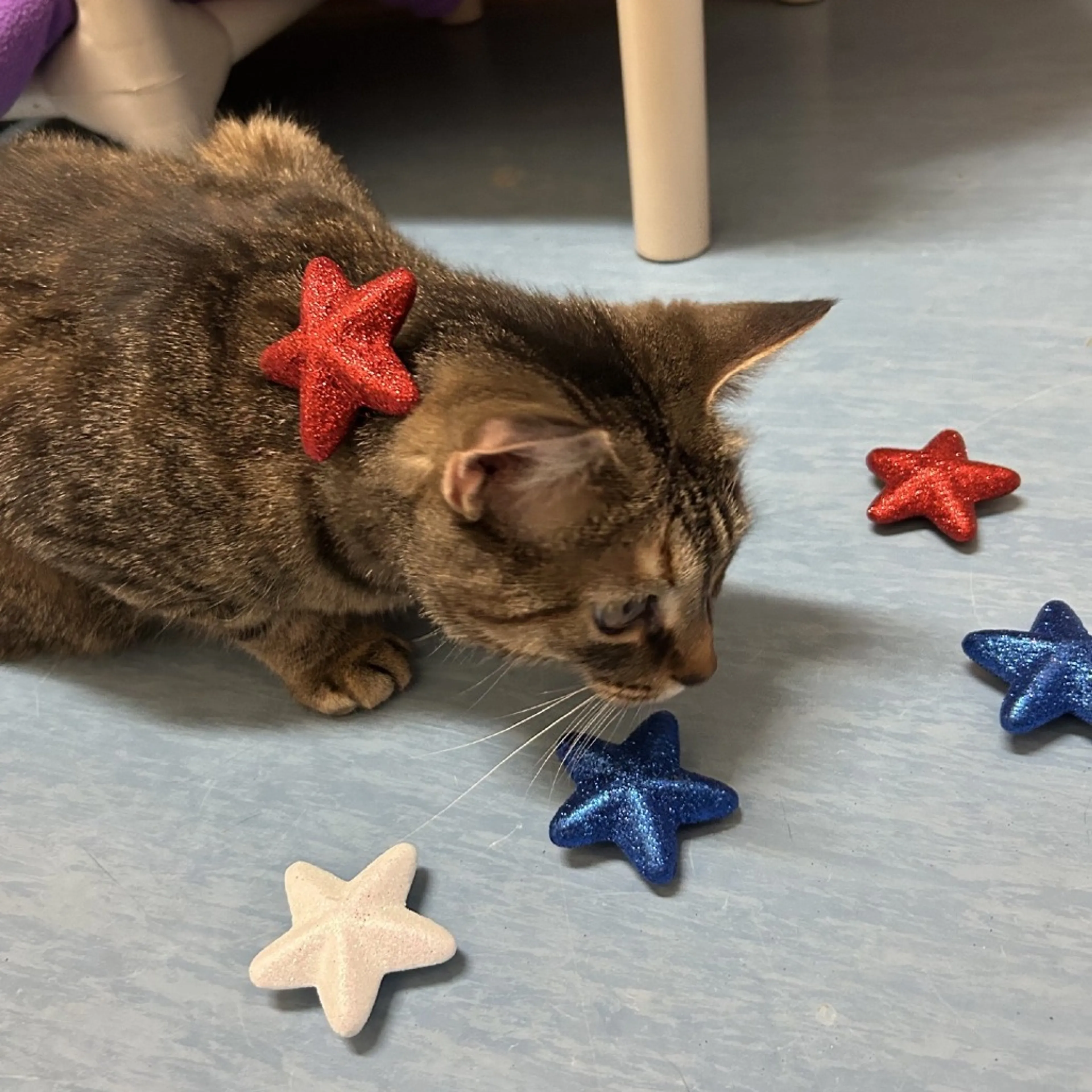 Found pet-14