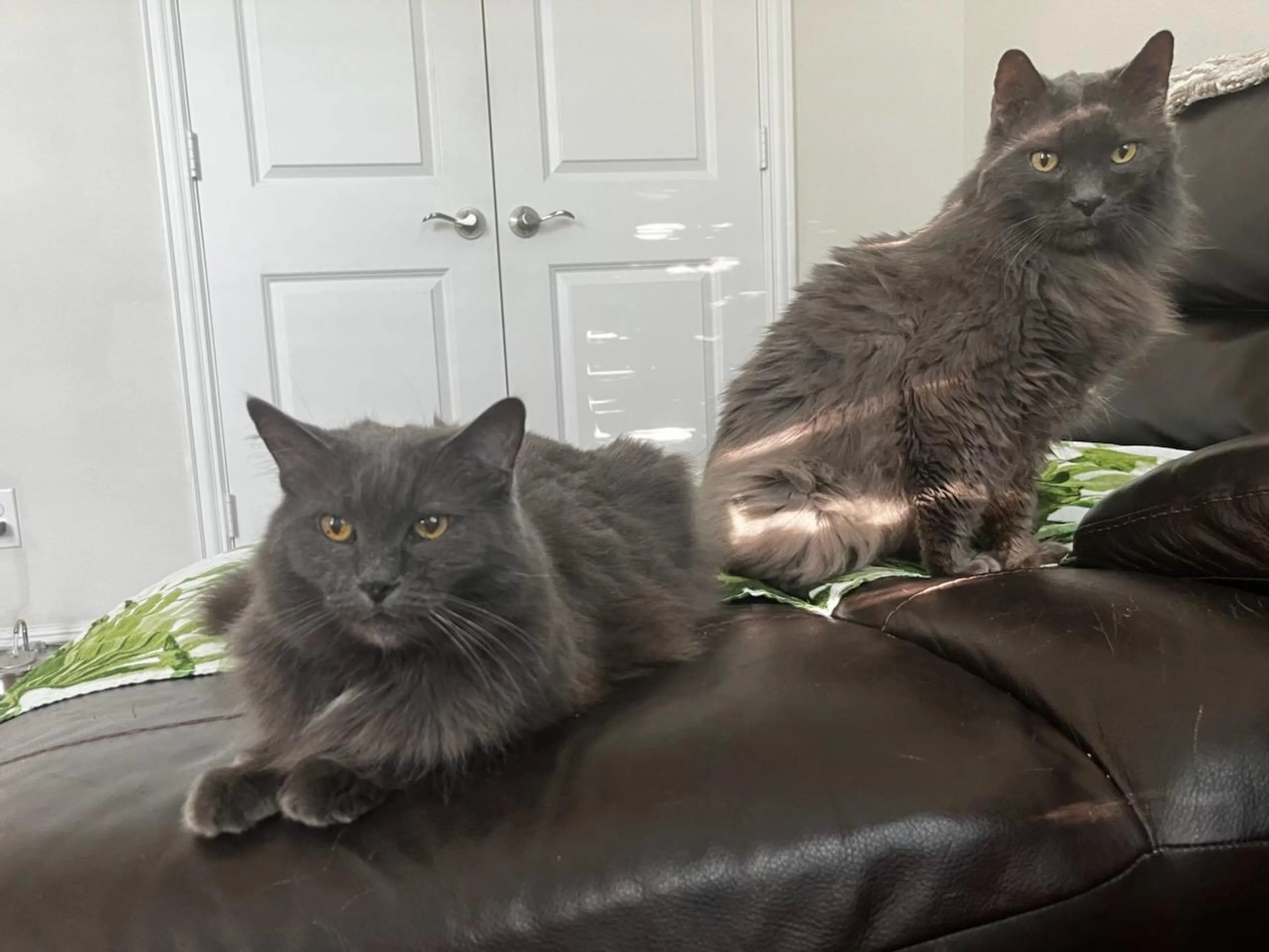 Found pet-5