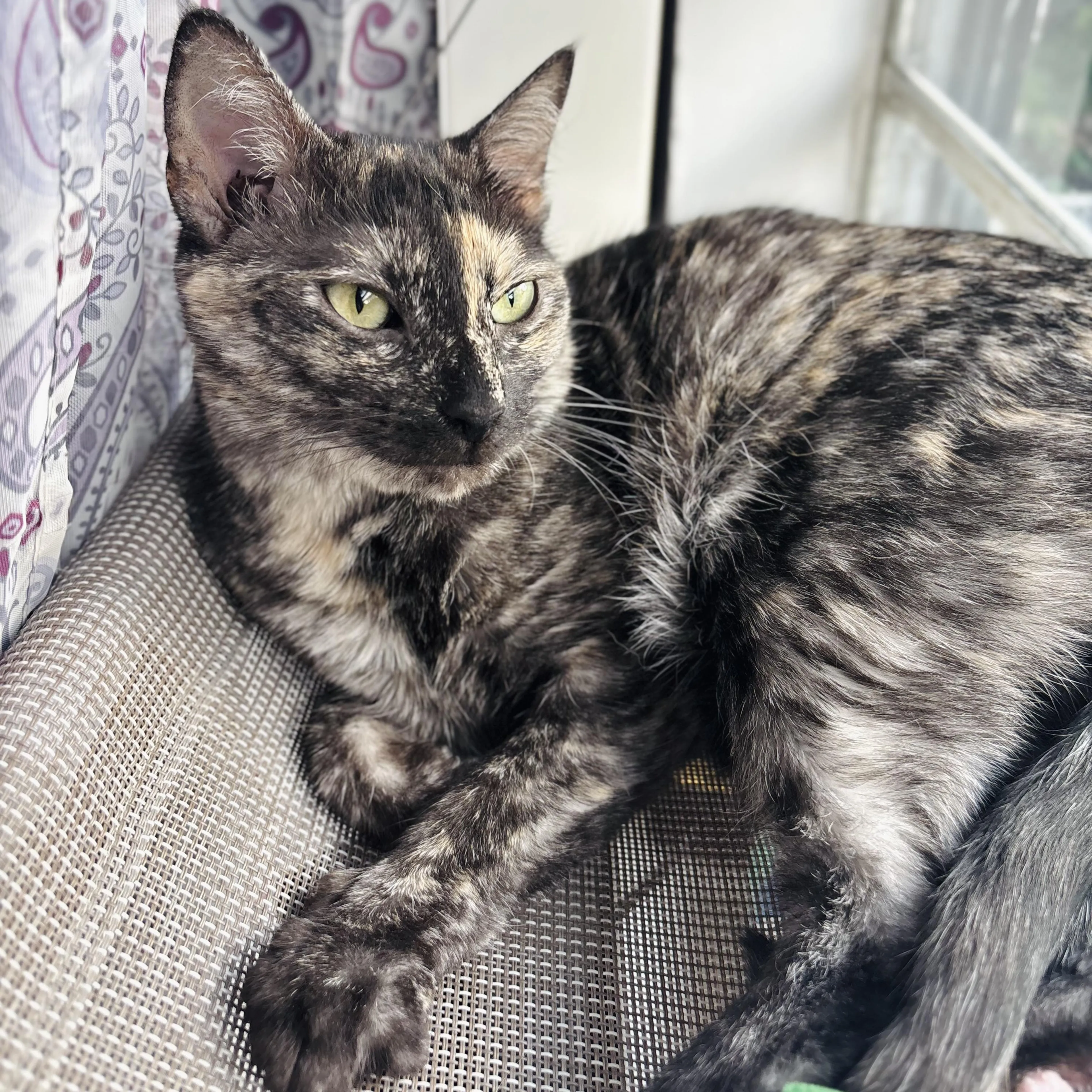 Found pet-1