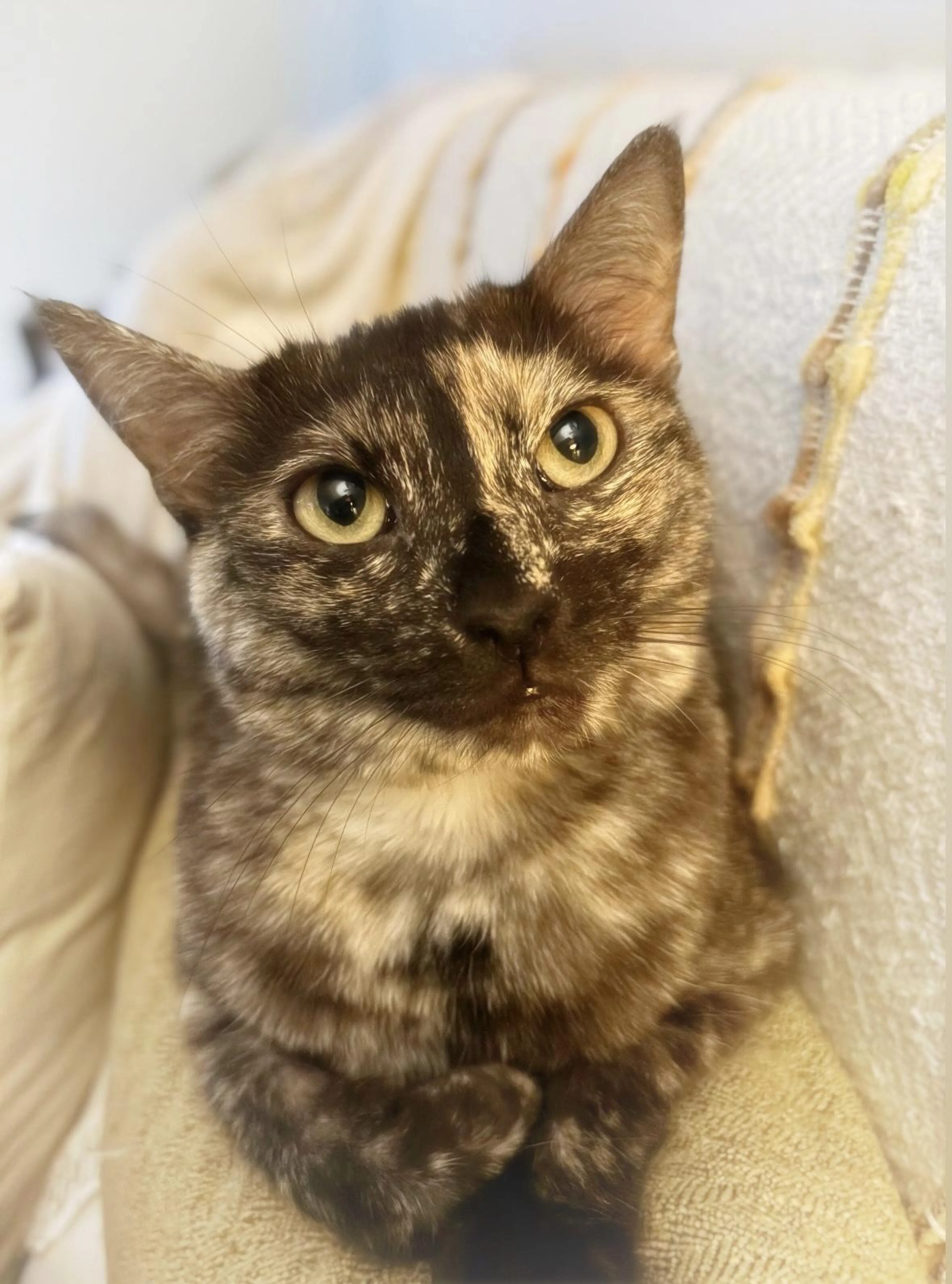 Found pet-5