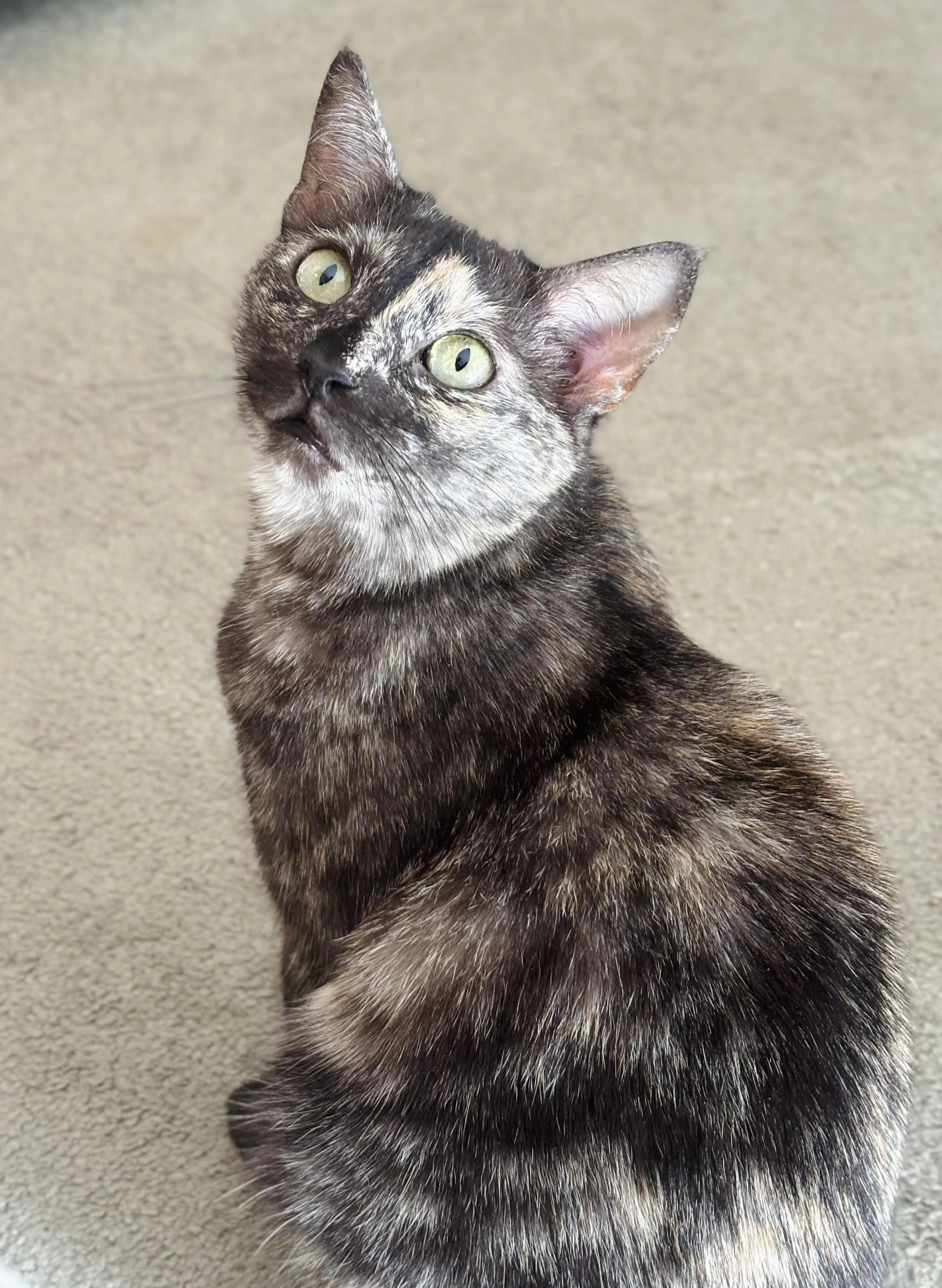 Found pet-4