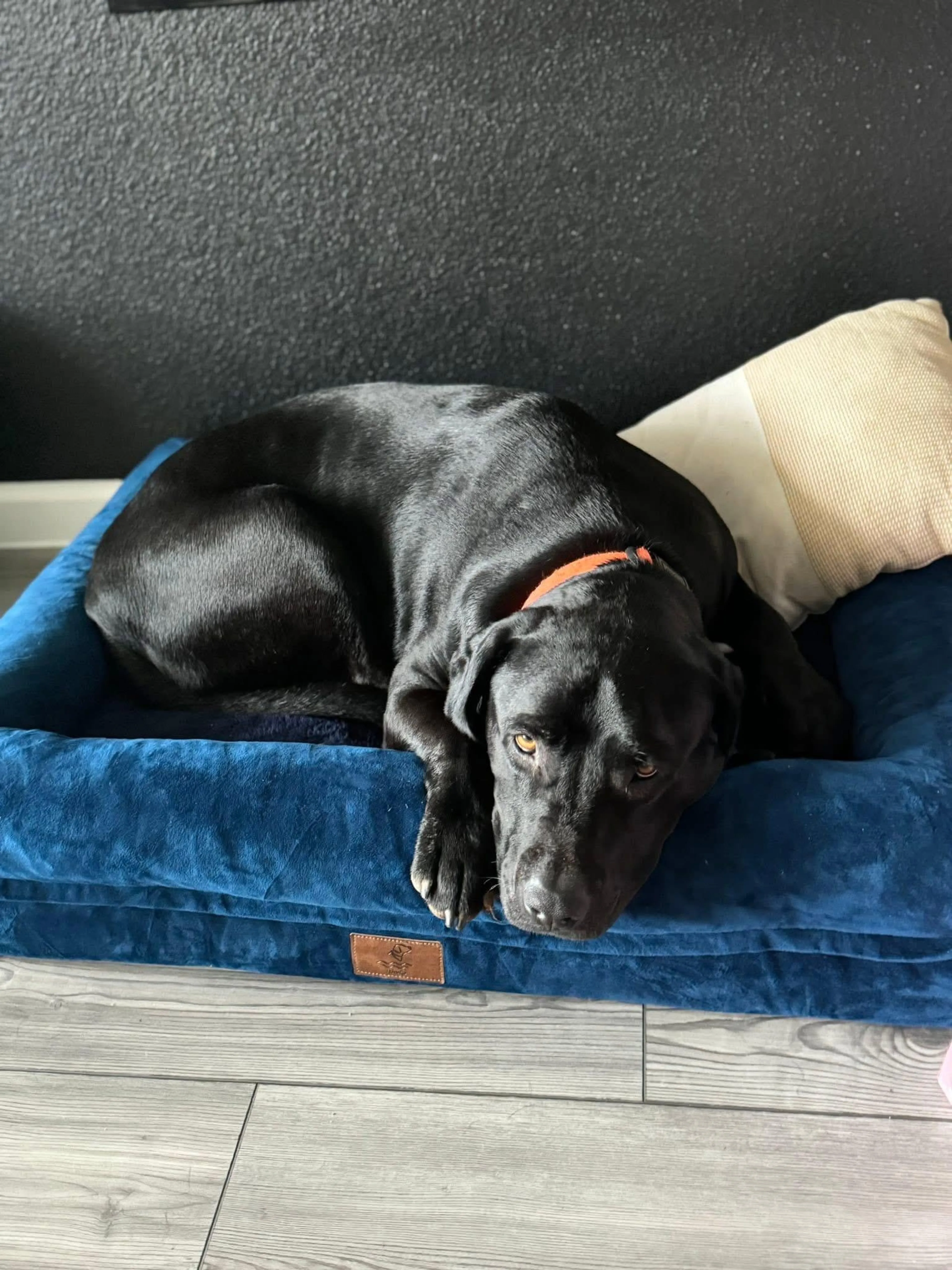 Found pet-4