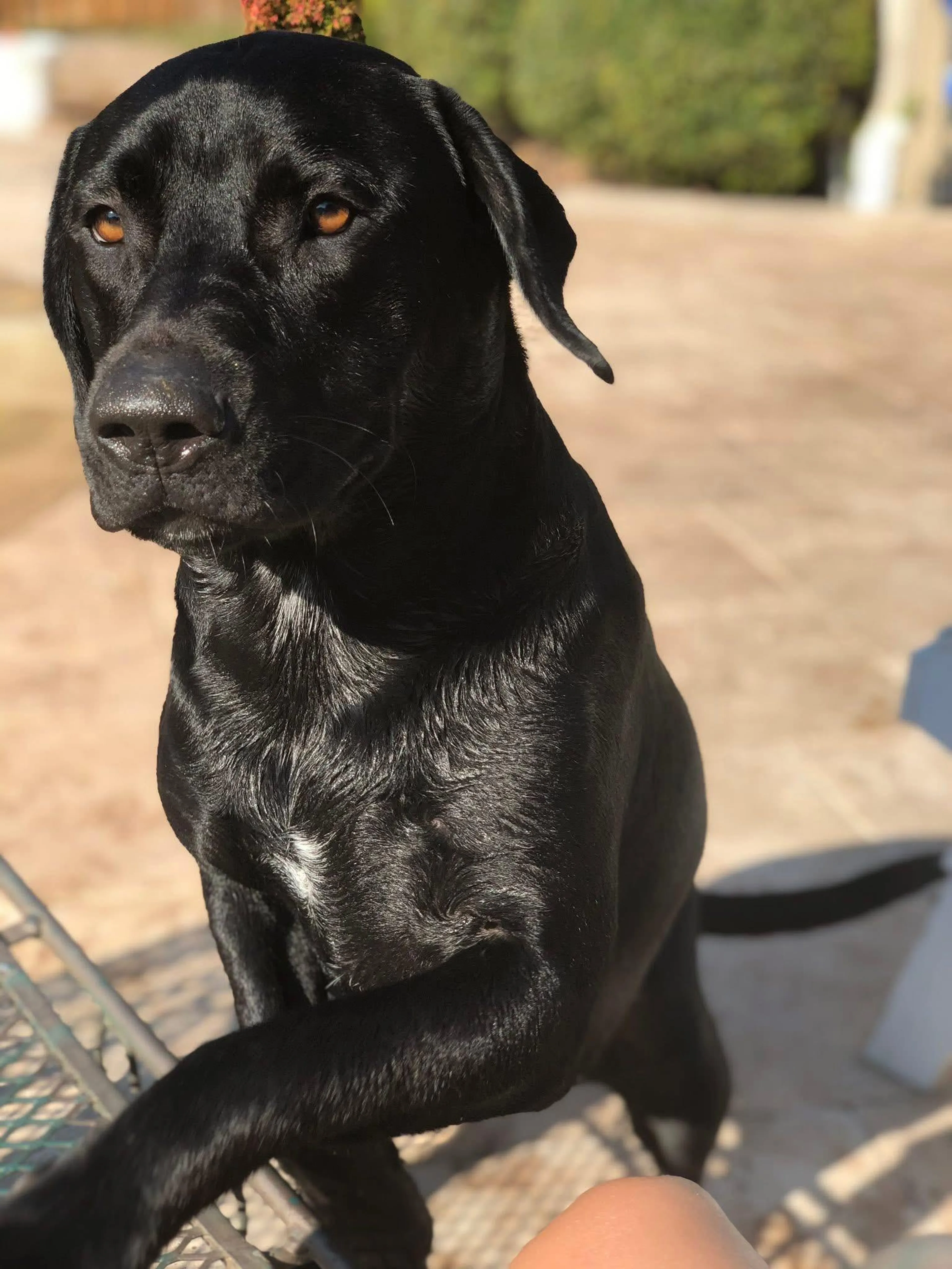 Found pet-1