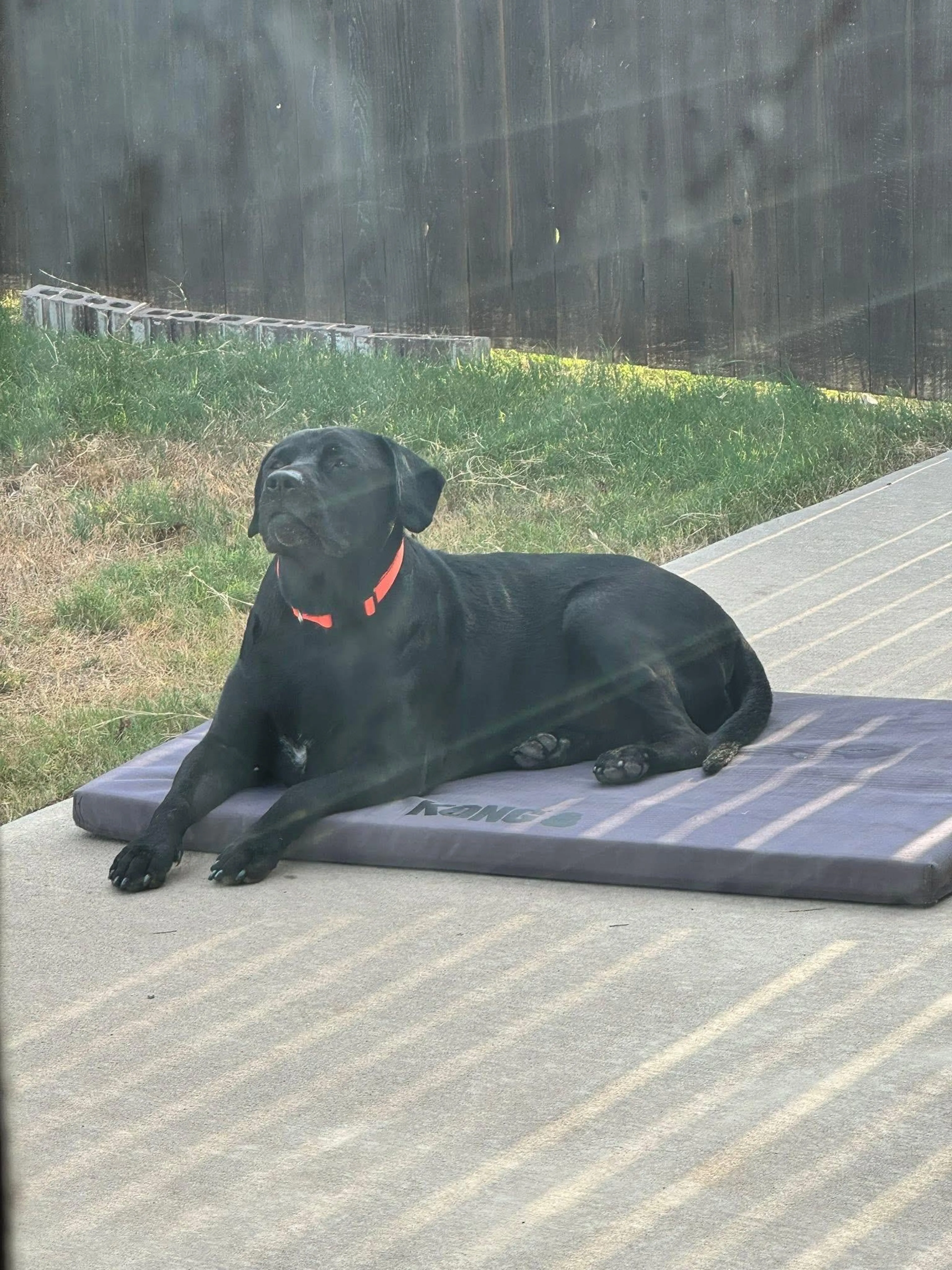 Found pet-3