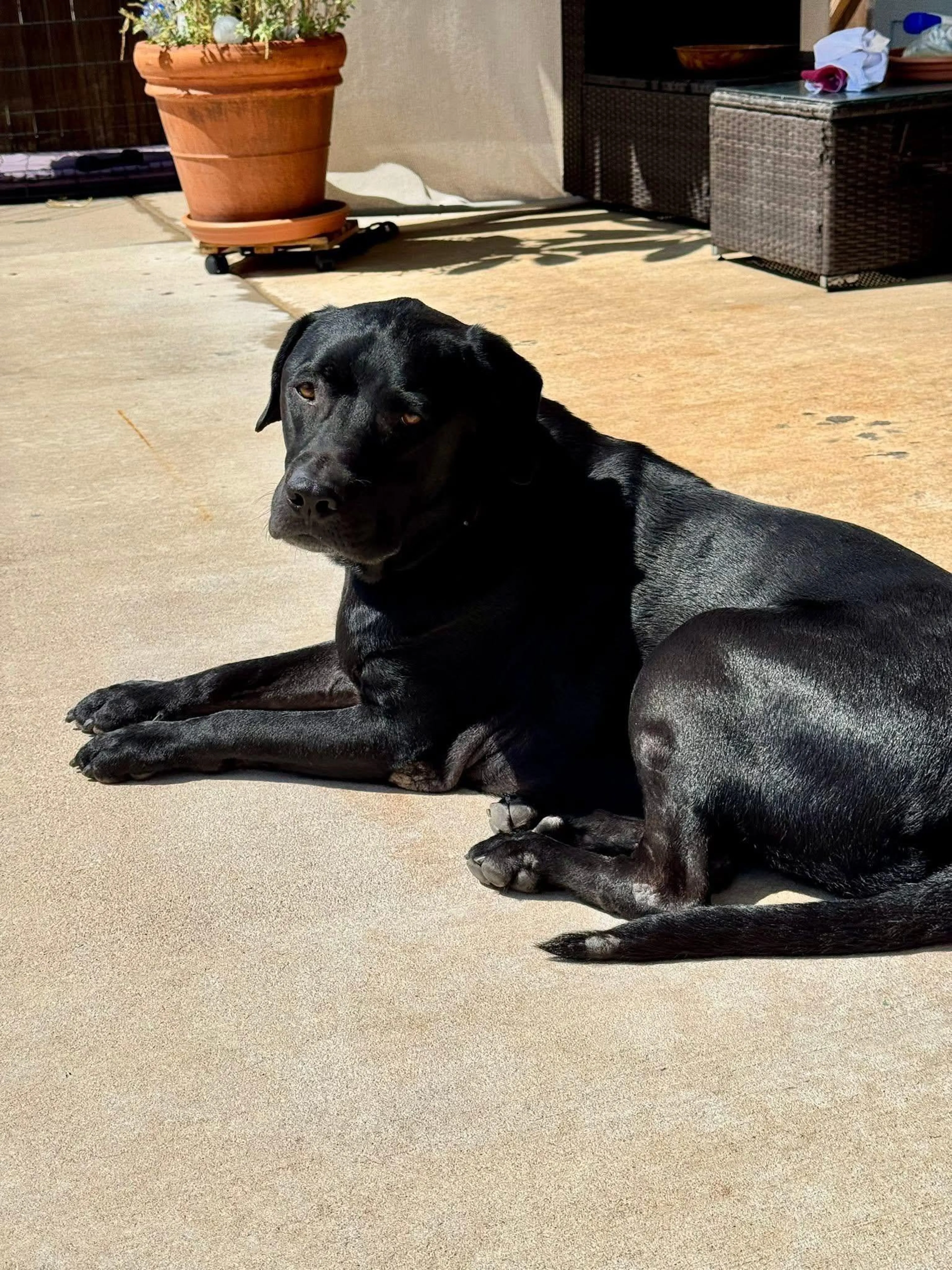 Found pet-2