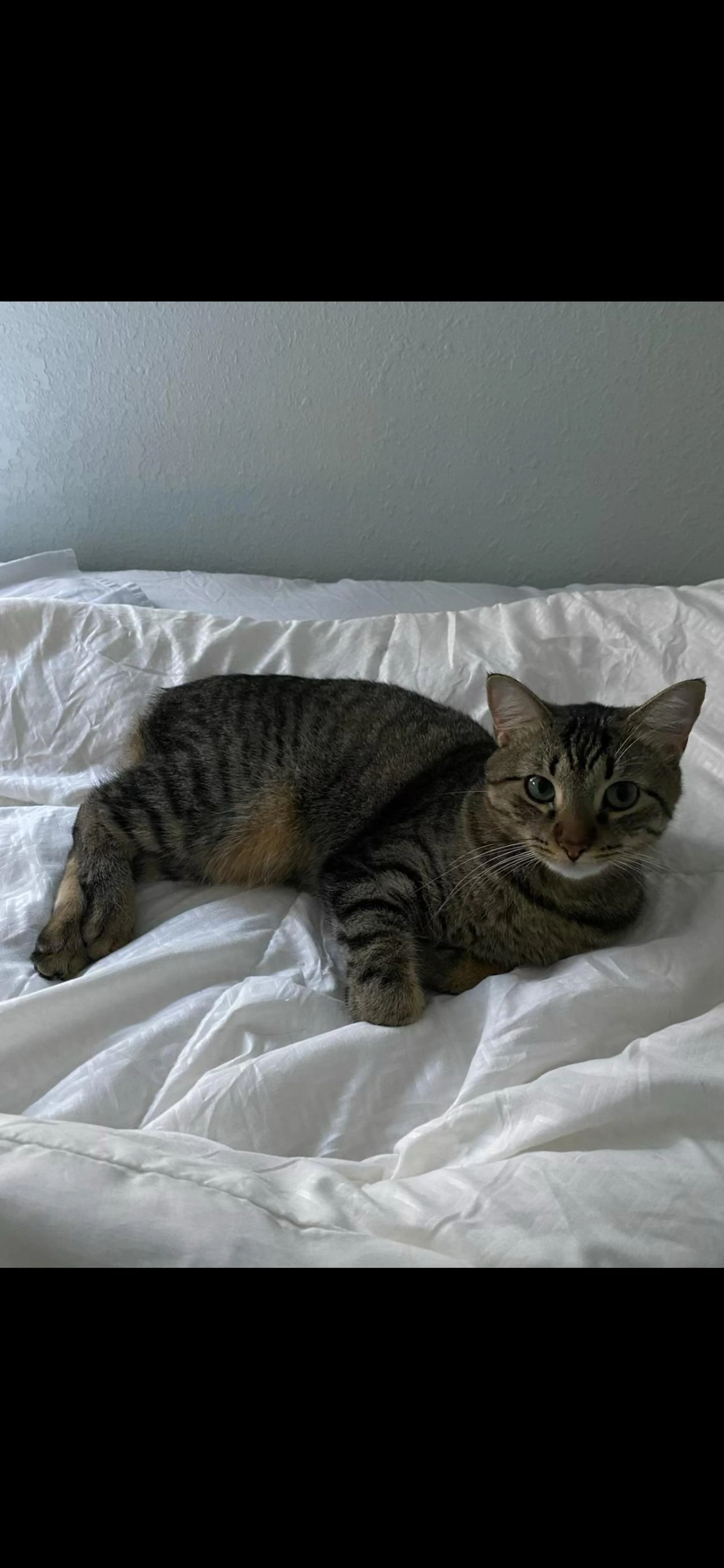Found pet-0