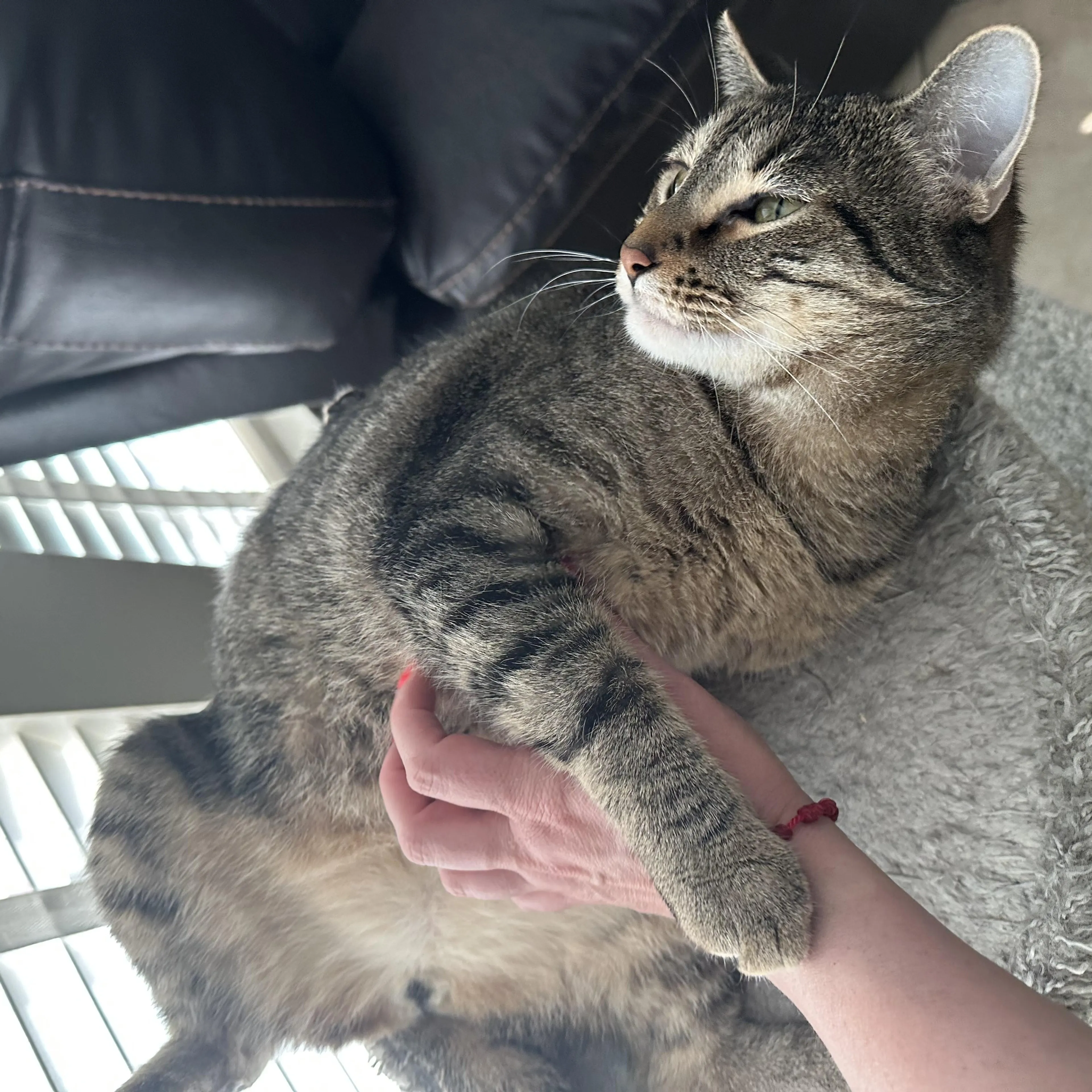 Found pet-4