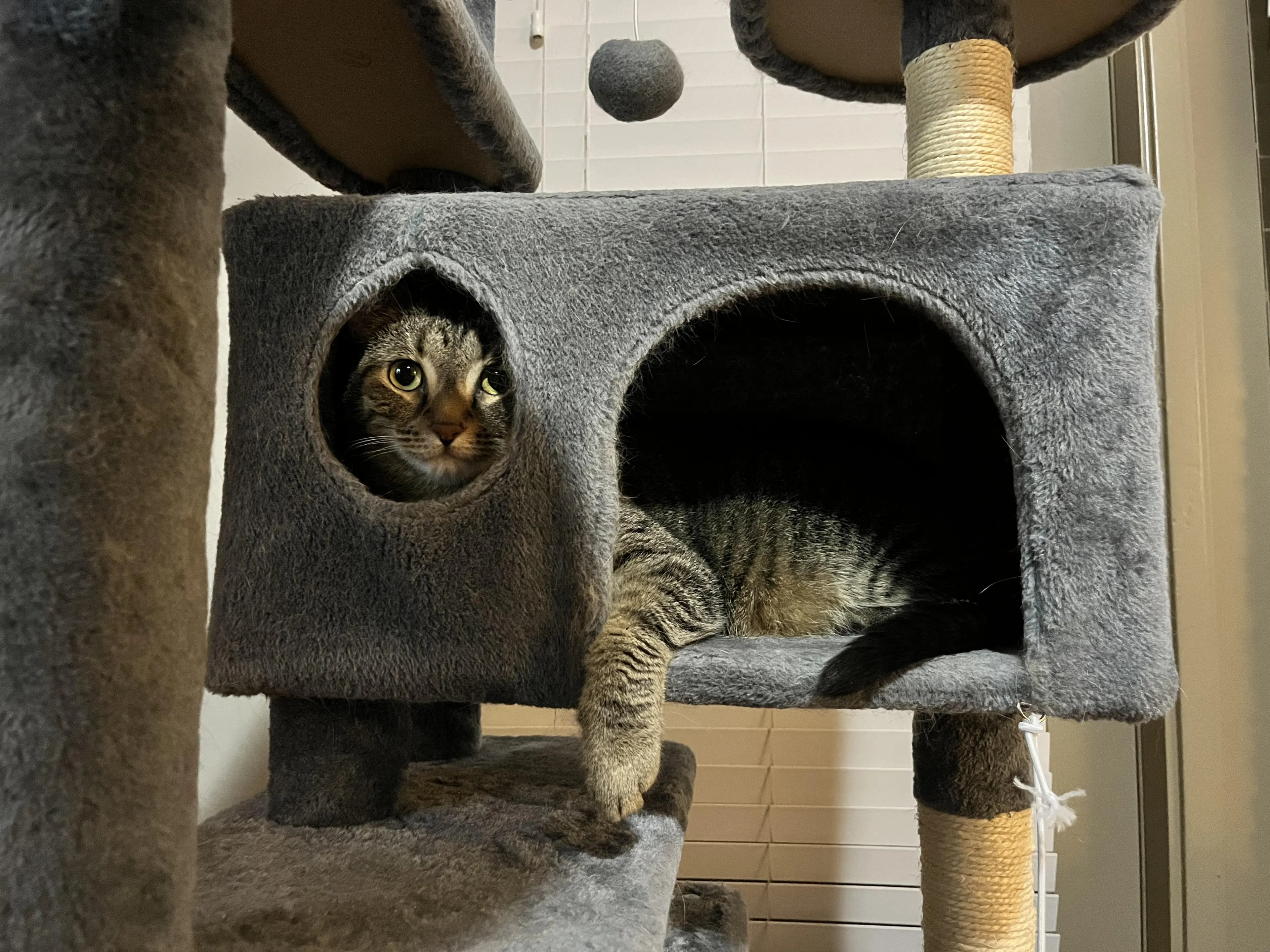 Found pet-2