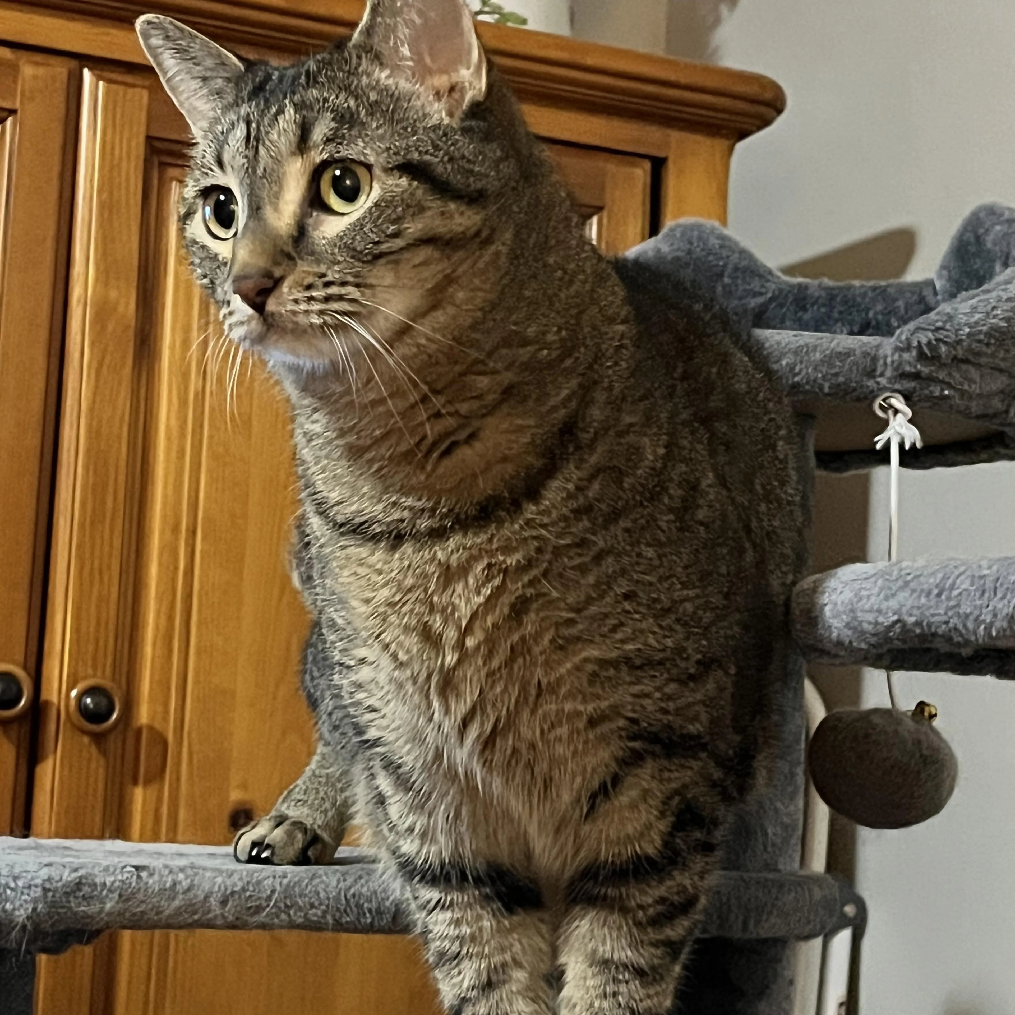 Found pet-3