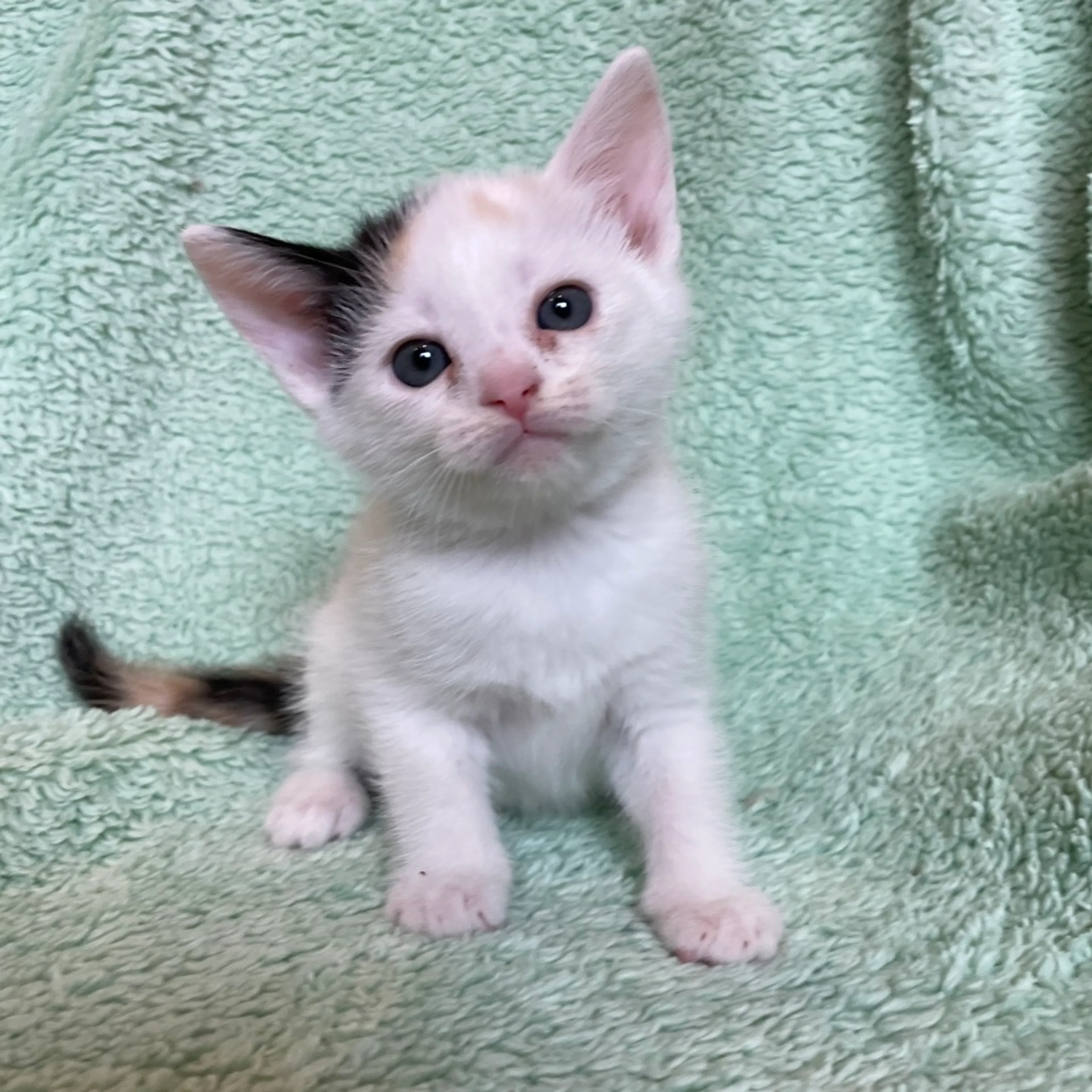 Found pet-0