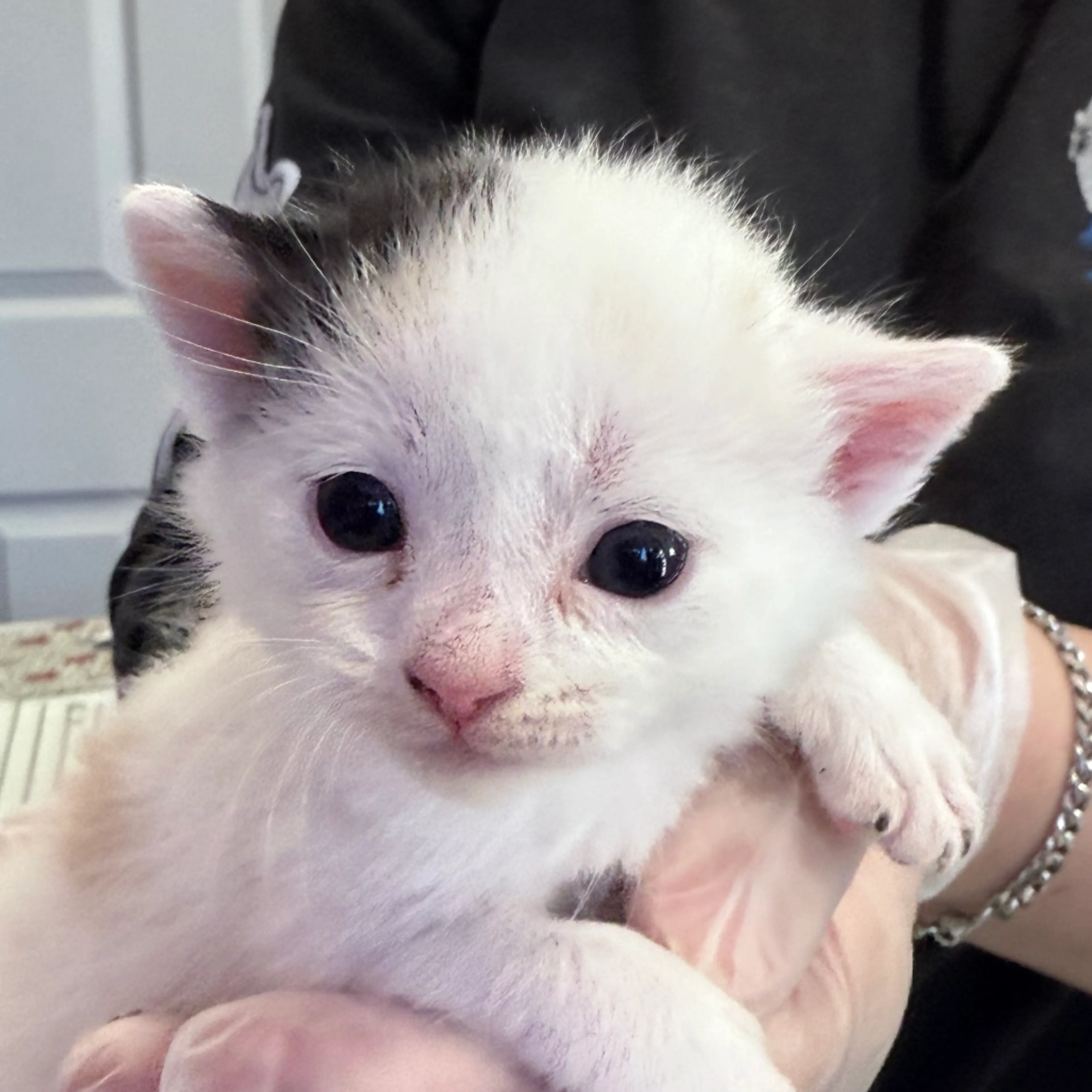 Found pet-1
