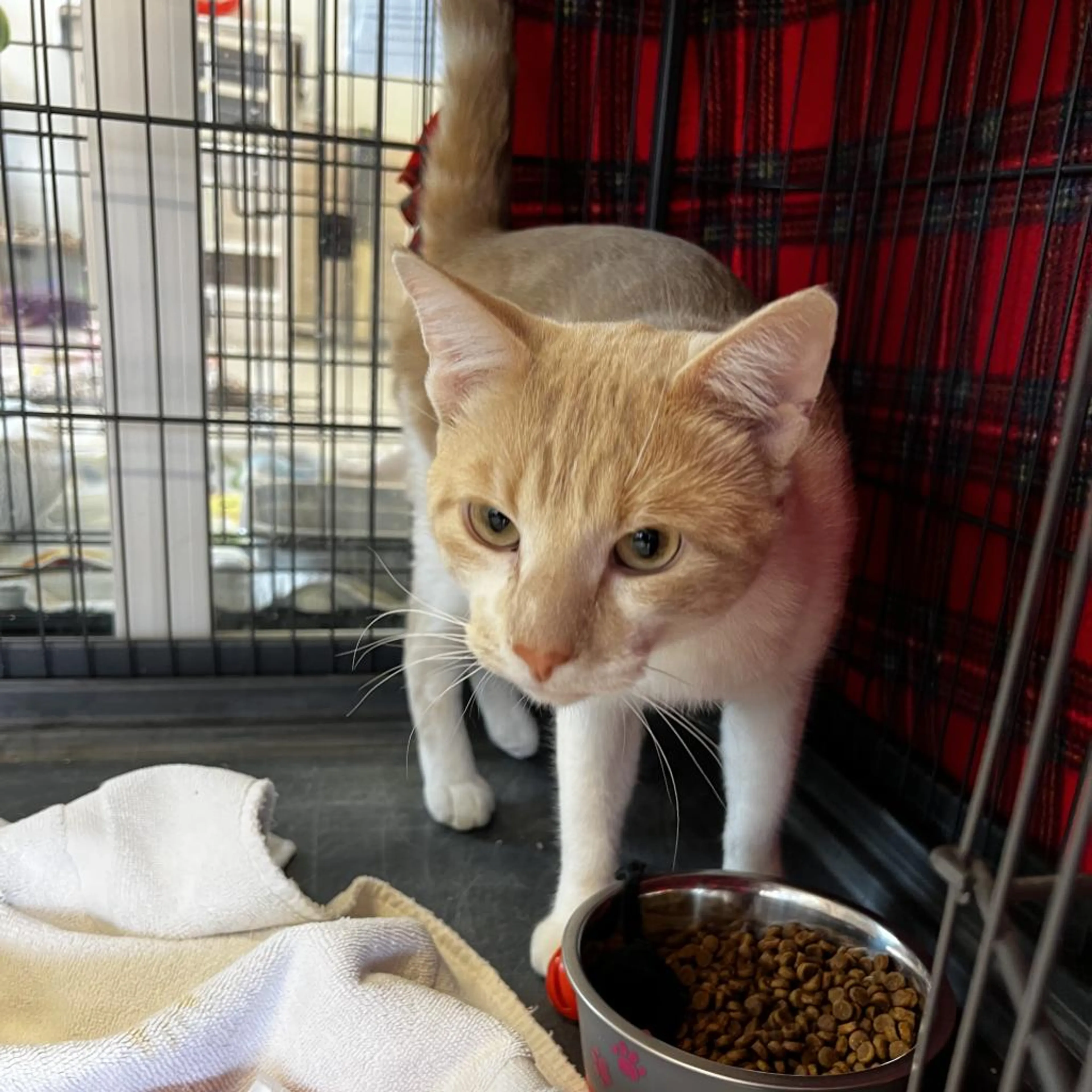 Found pet-6
