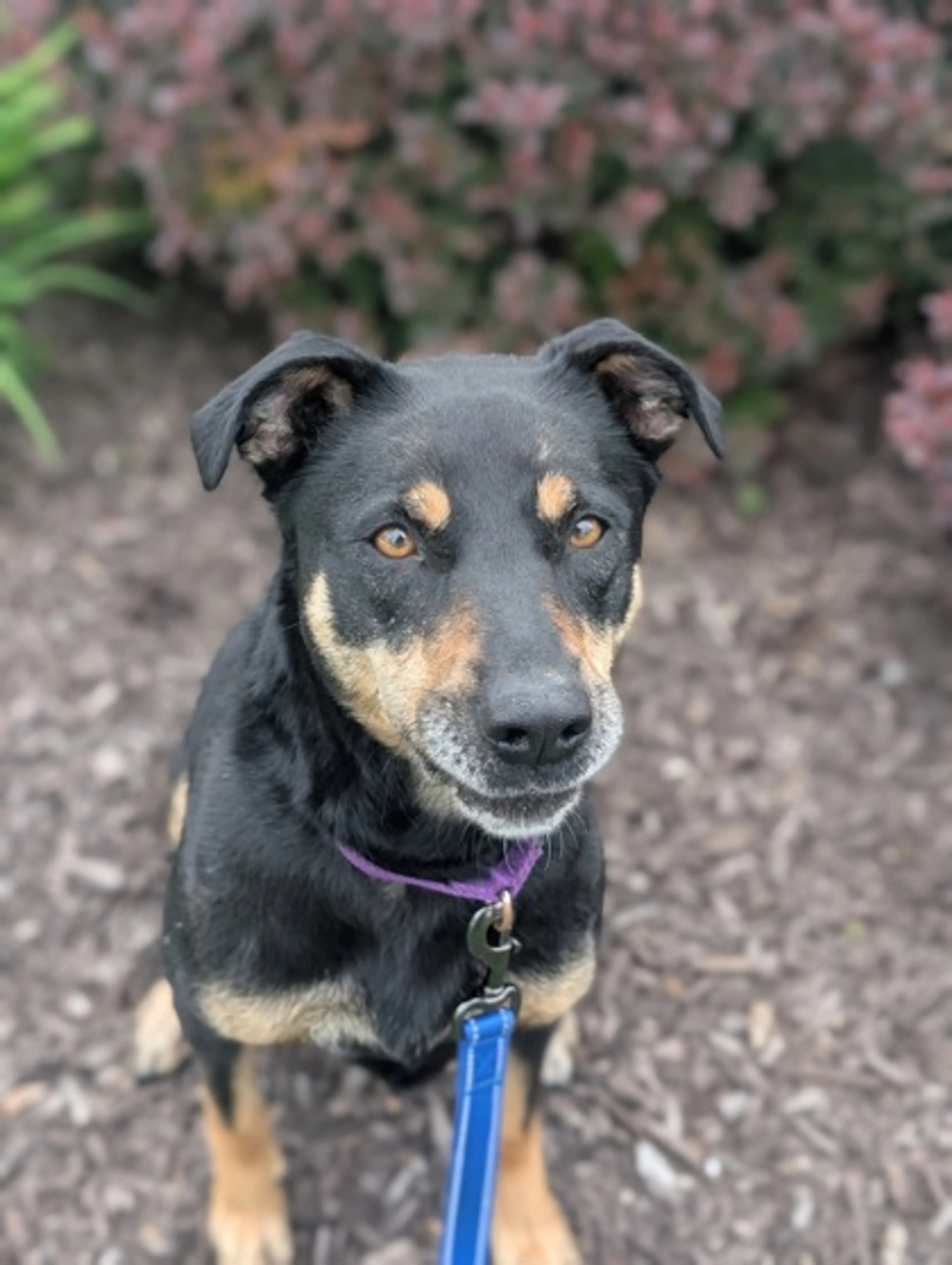 Found pet-2