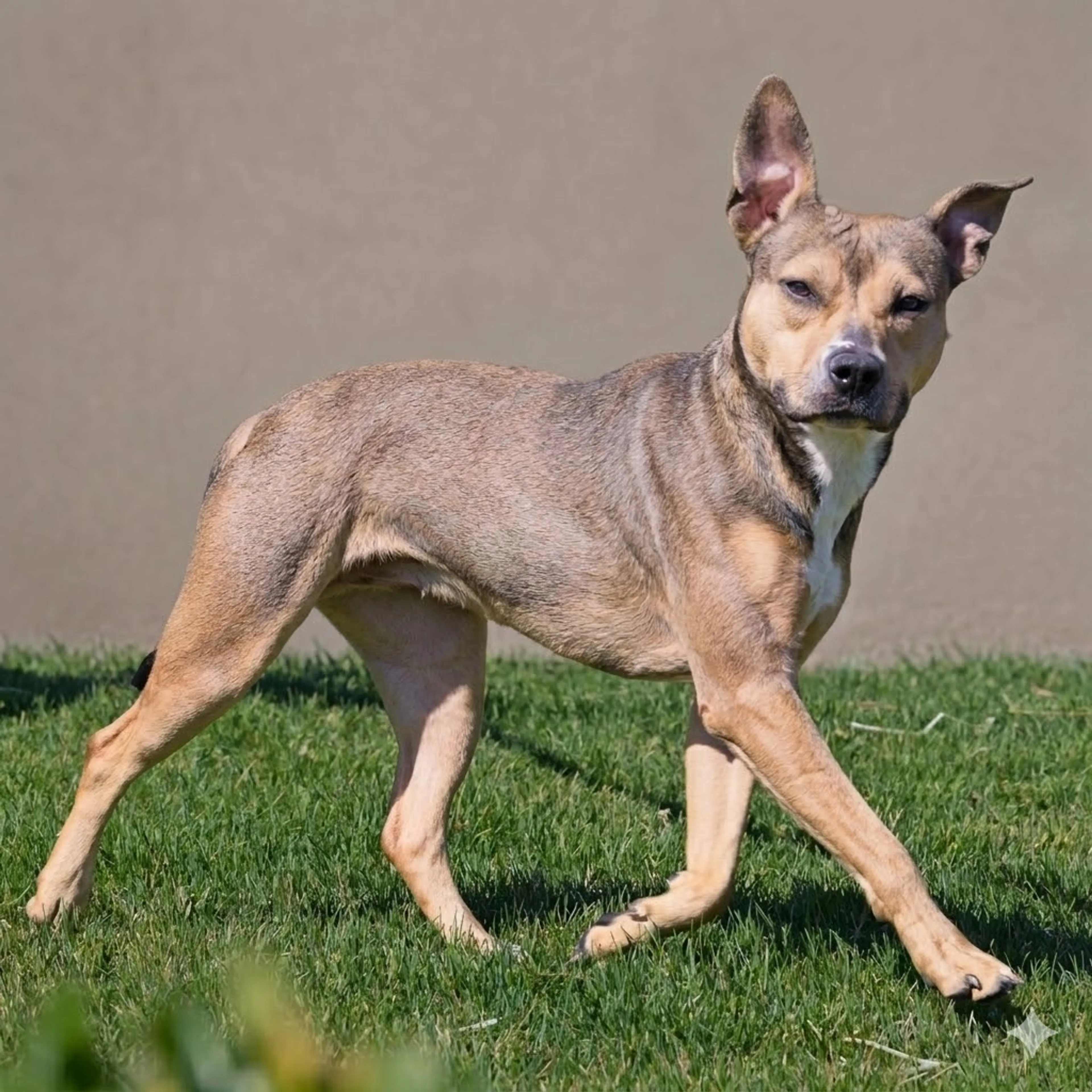 Found pet-5