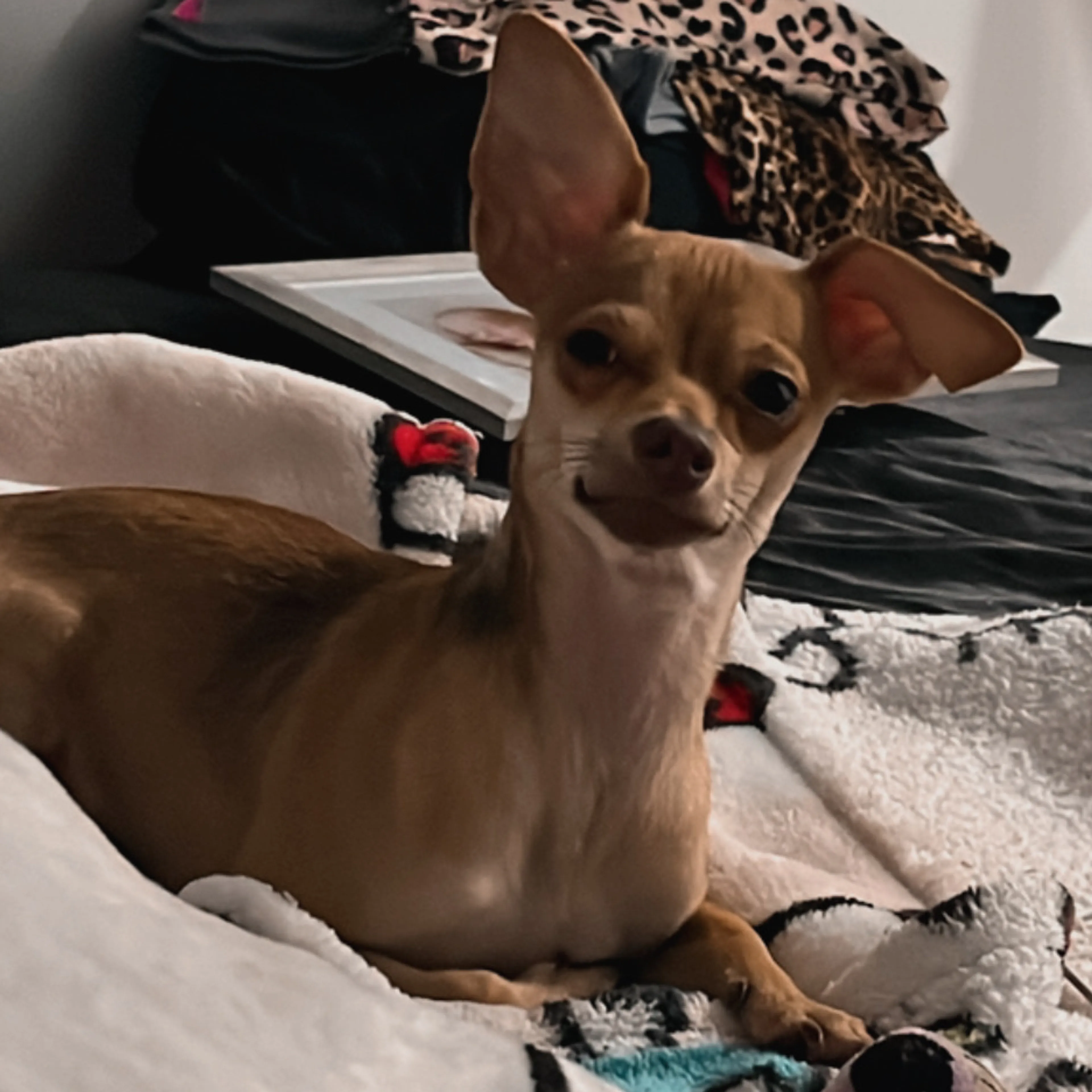 Lost pet-1