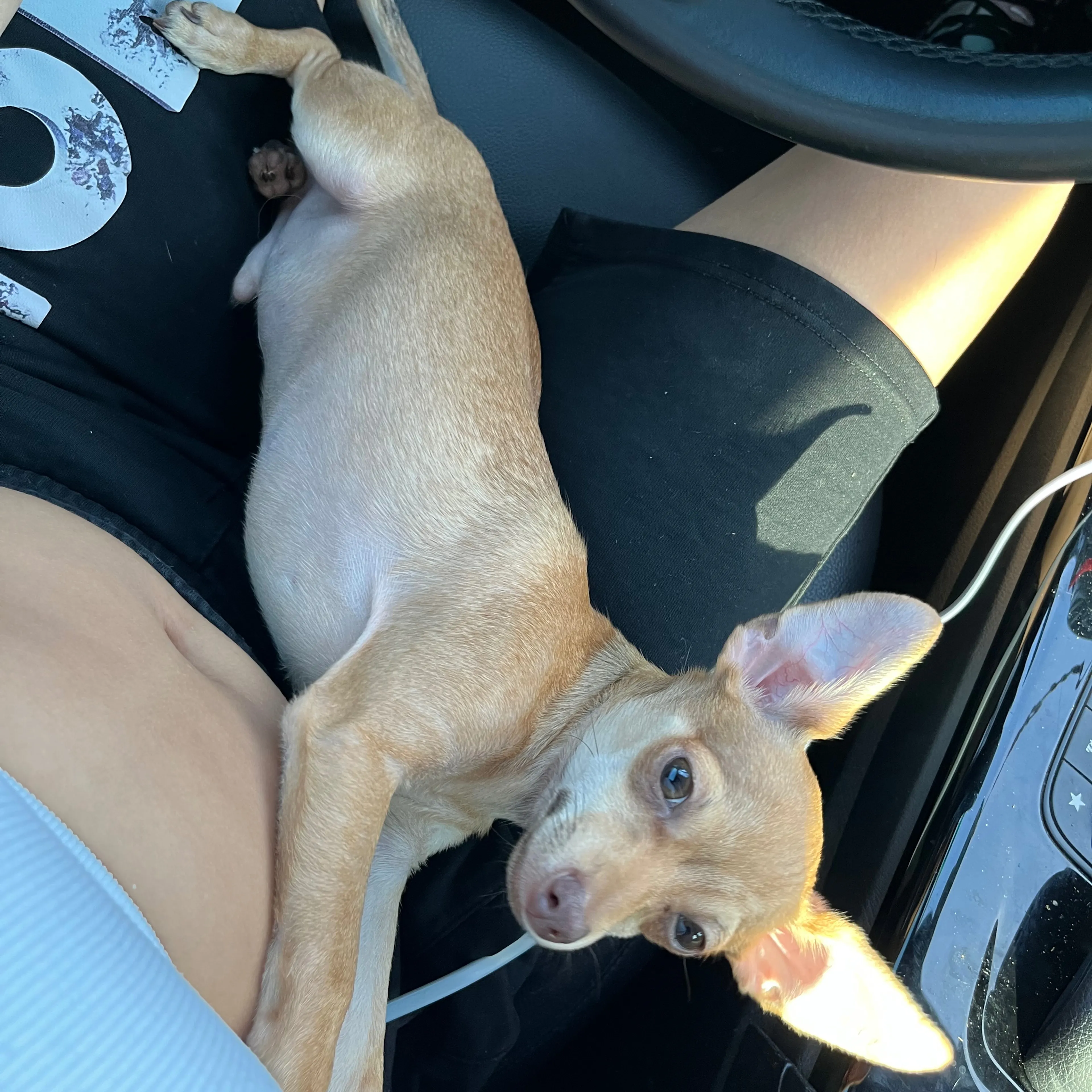 Lost pet-3