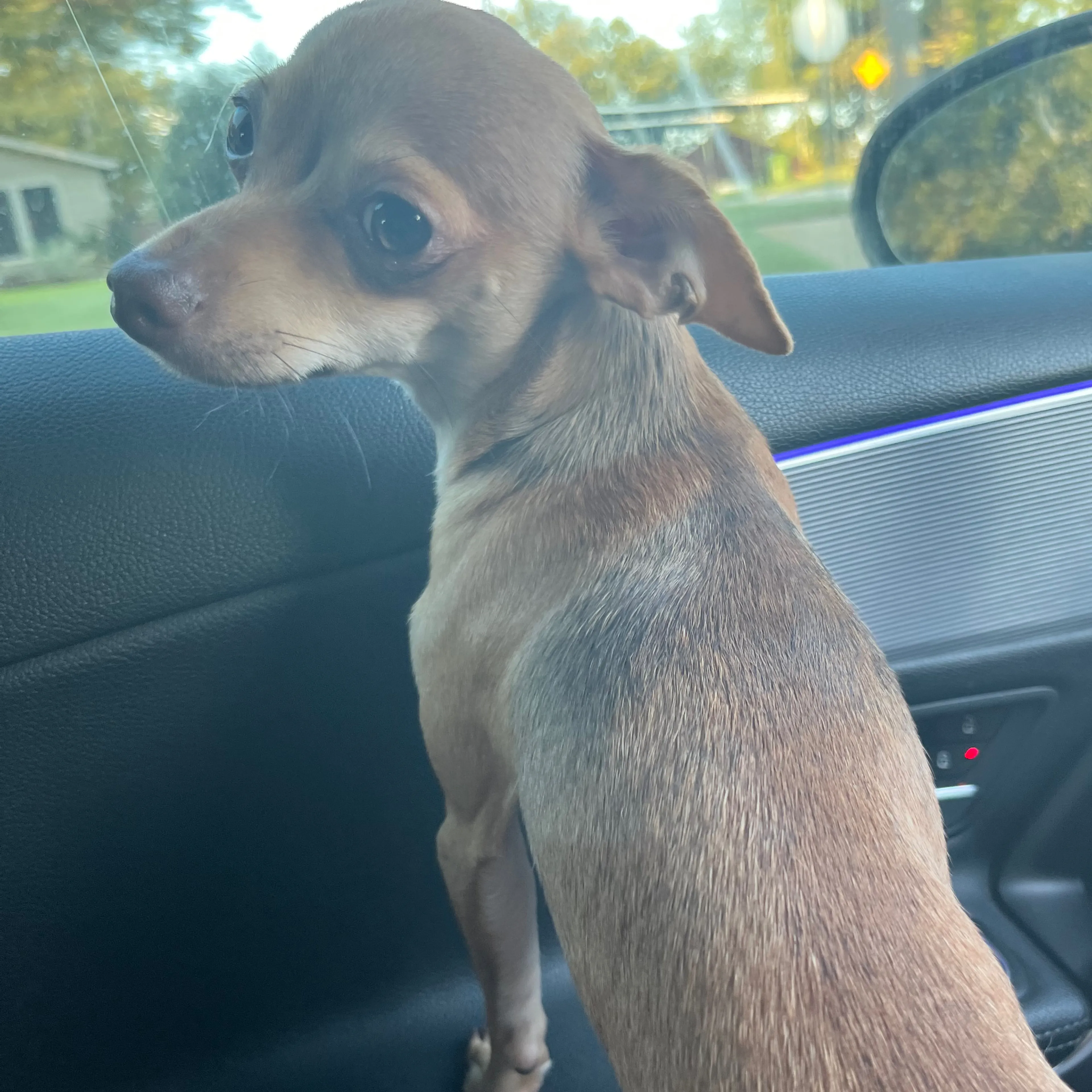 Lost pet-2