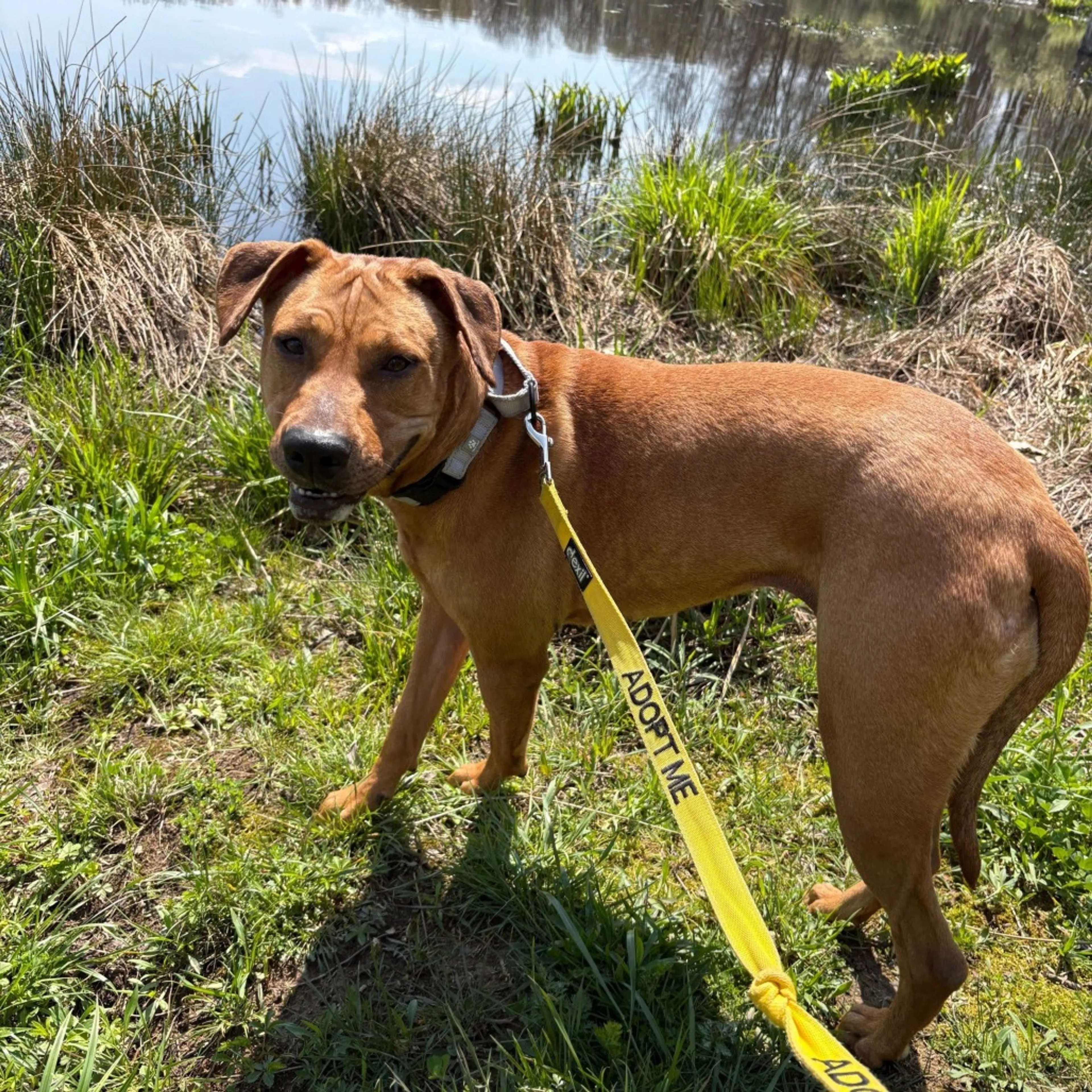 Found pet-11