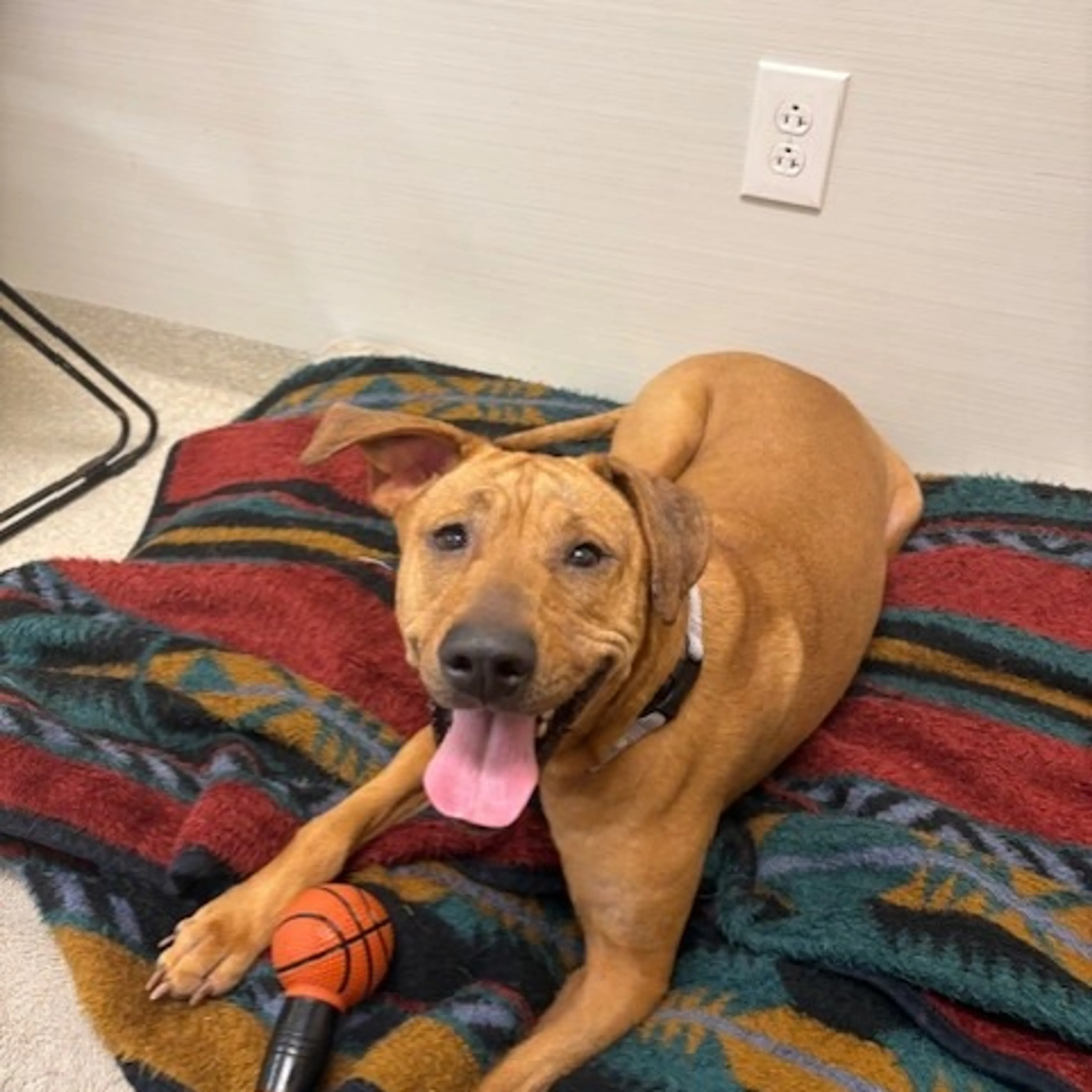 Found pet-8
