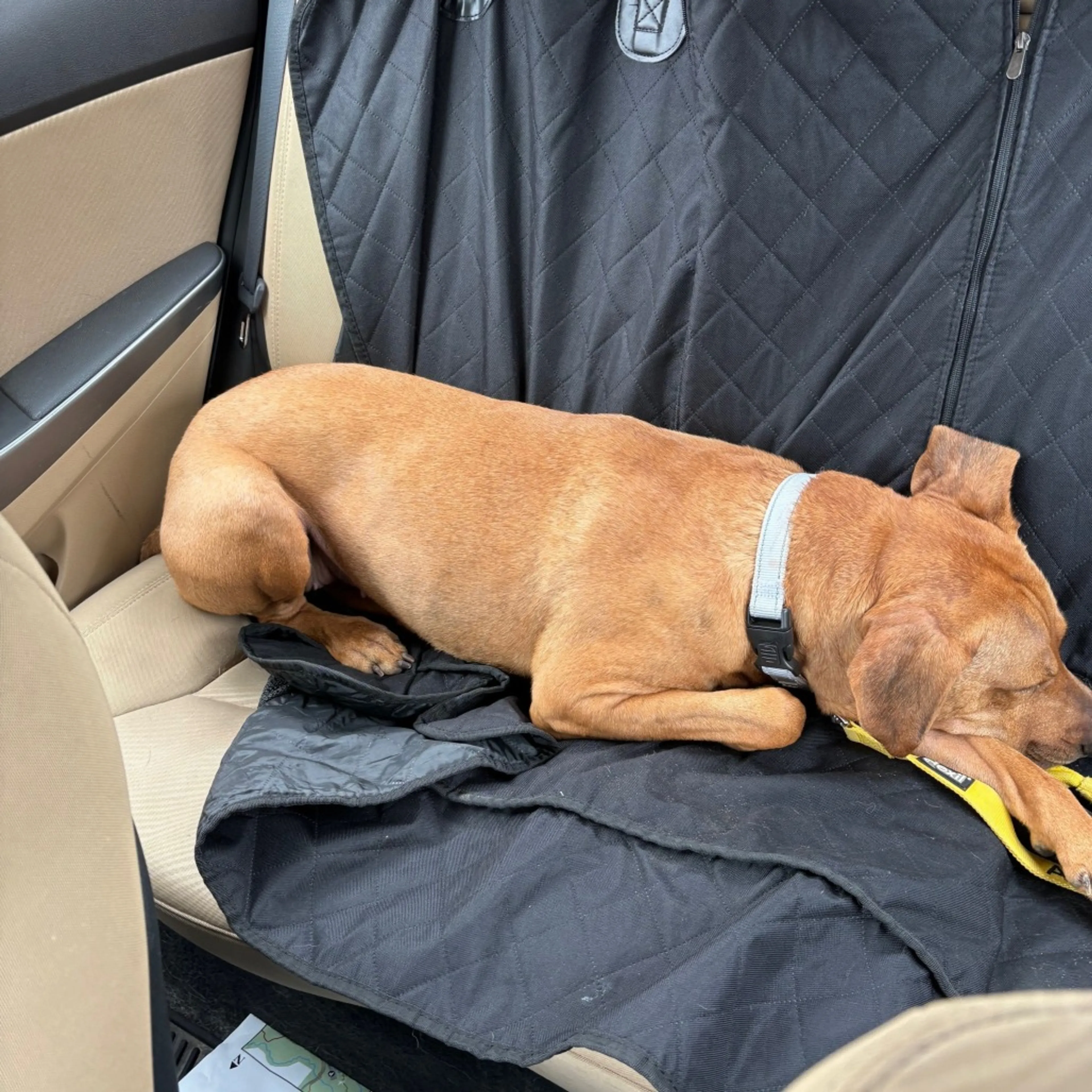 Found pet-12