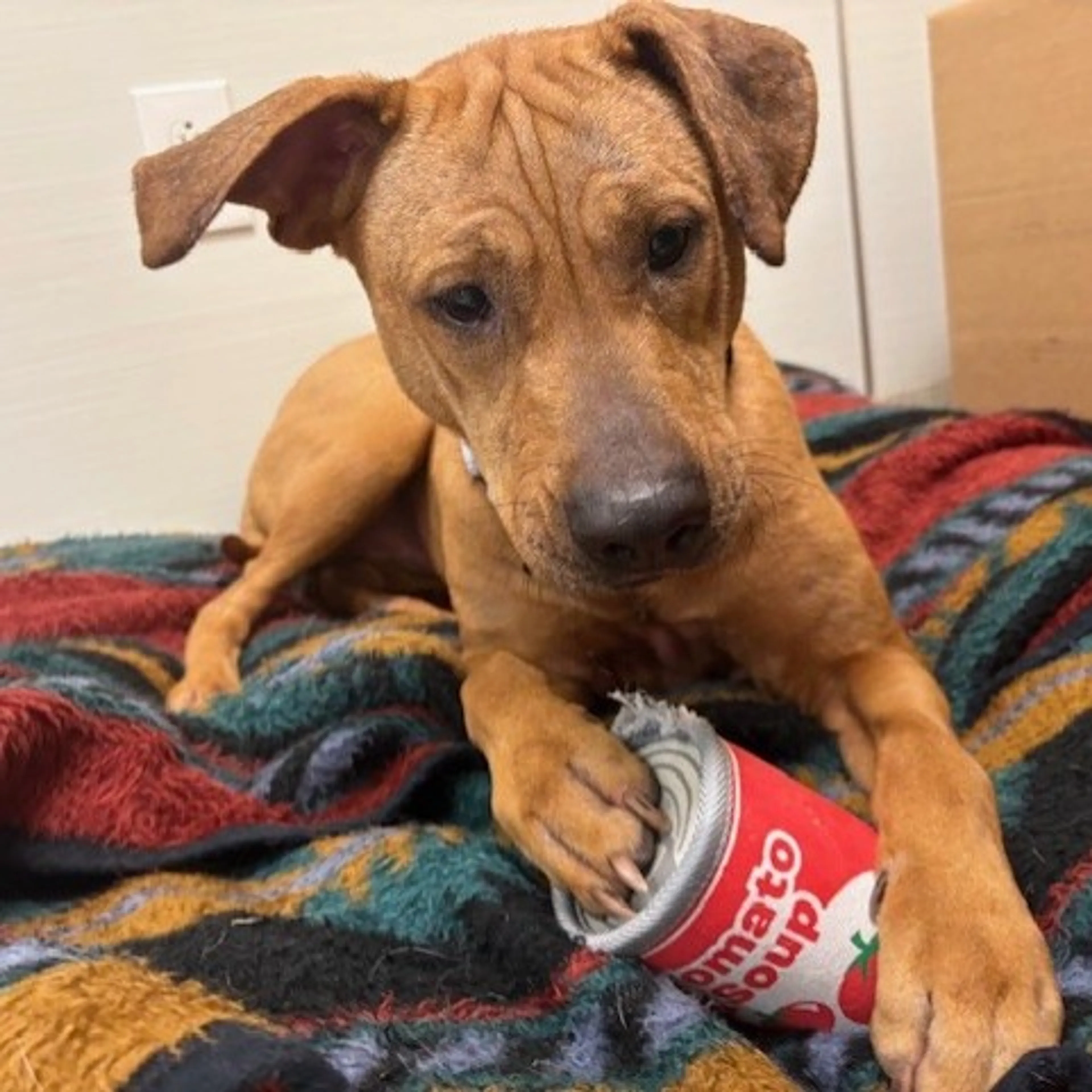 Found pet-4