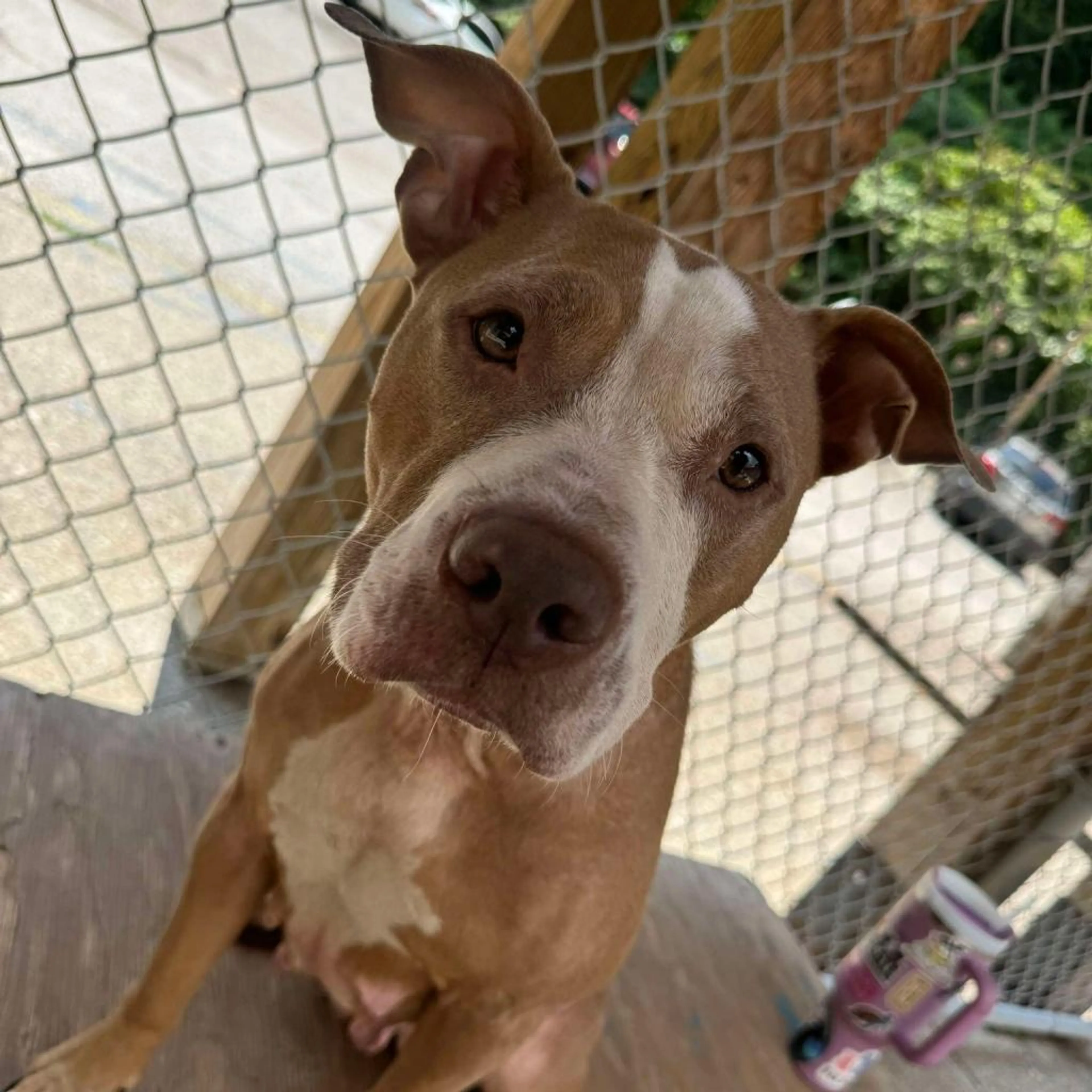 Found pet-1