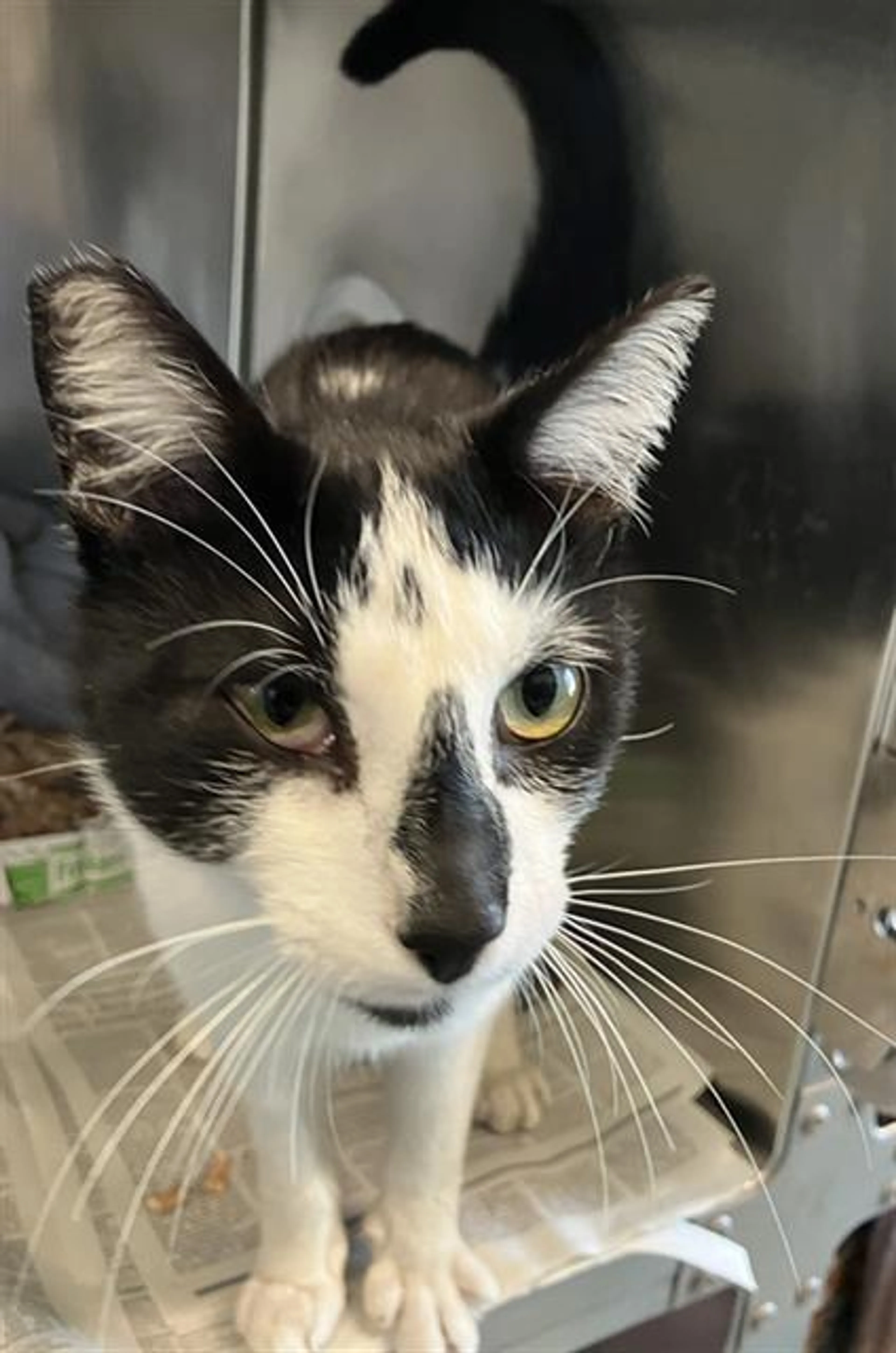 Found pet